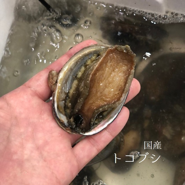 生 天然トコブシ 千葉・愛知 他　大サイズ 計500g（1個50-100g前後）【とこぶし大0.5K】冷蔵