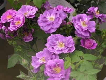 クレマチス さのの紫 ラヌギノーサ系（2年大株苗） | mateflowergarden