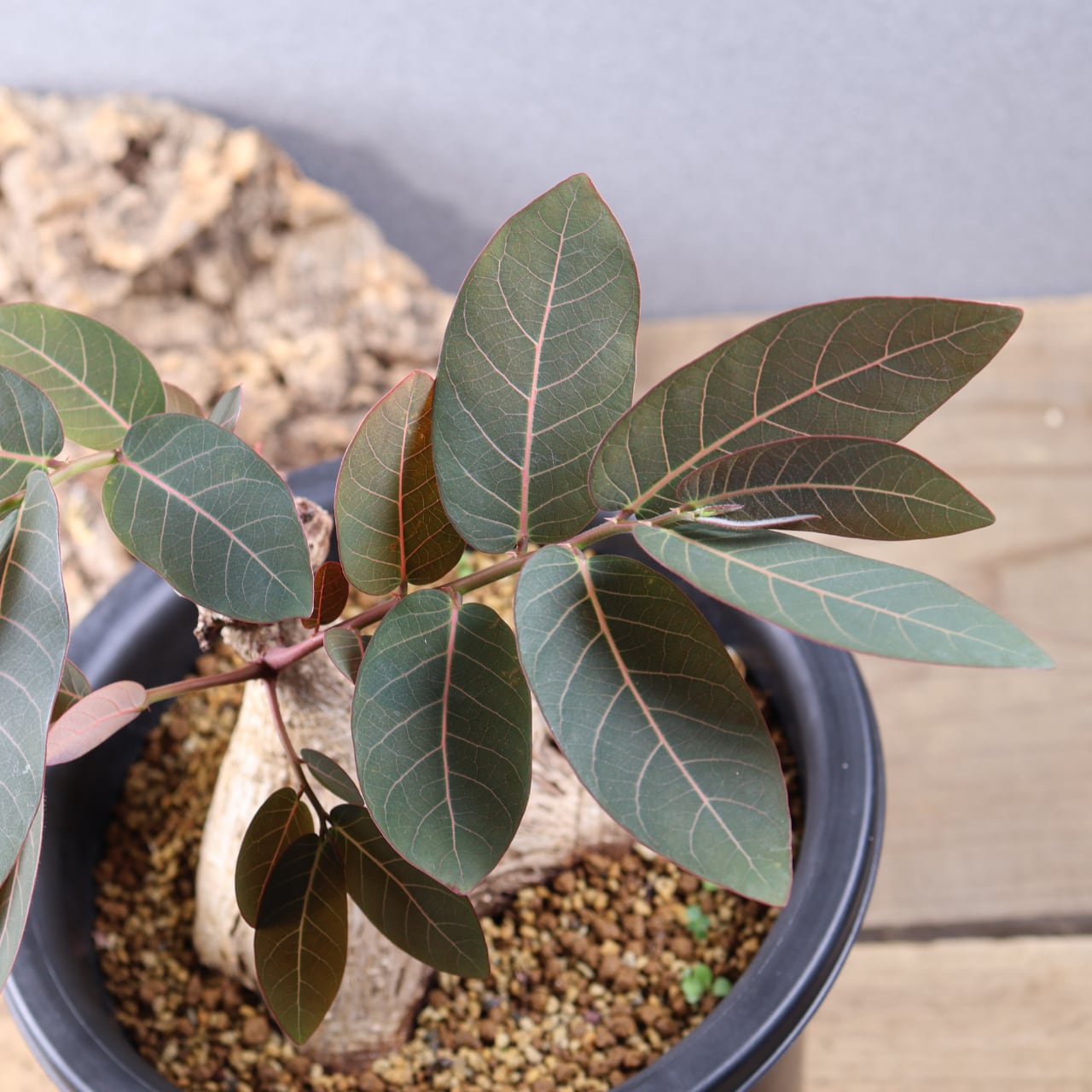 736『フｨランサス ミラビリス』 観葉植物【送料無料】 | MARX PLANTS