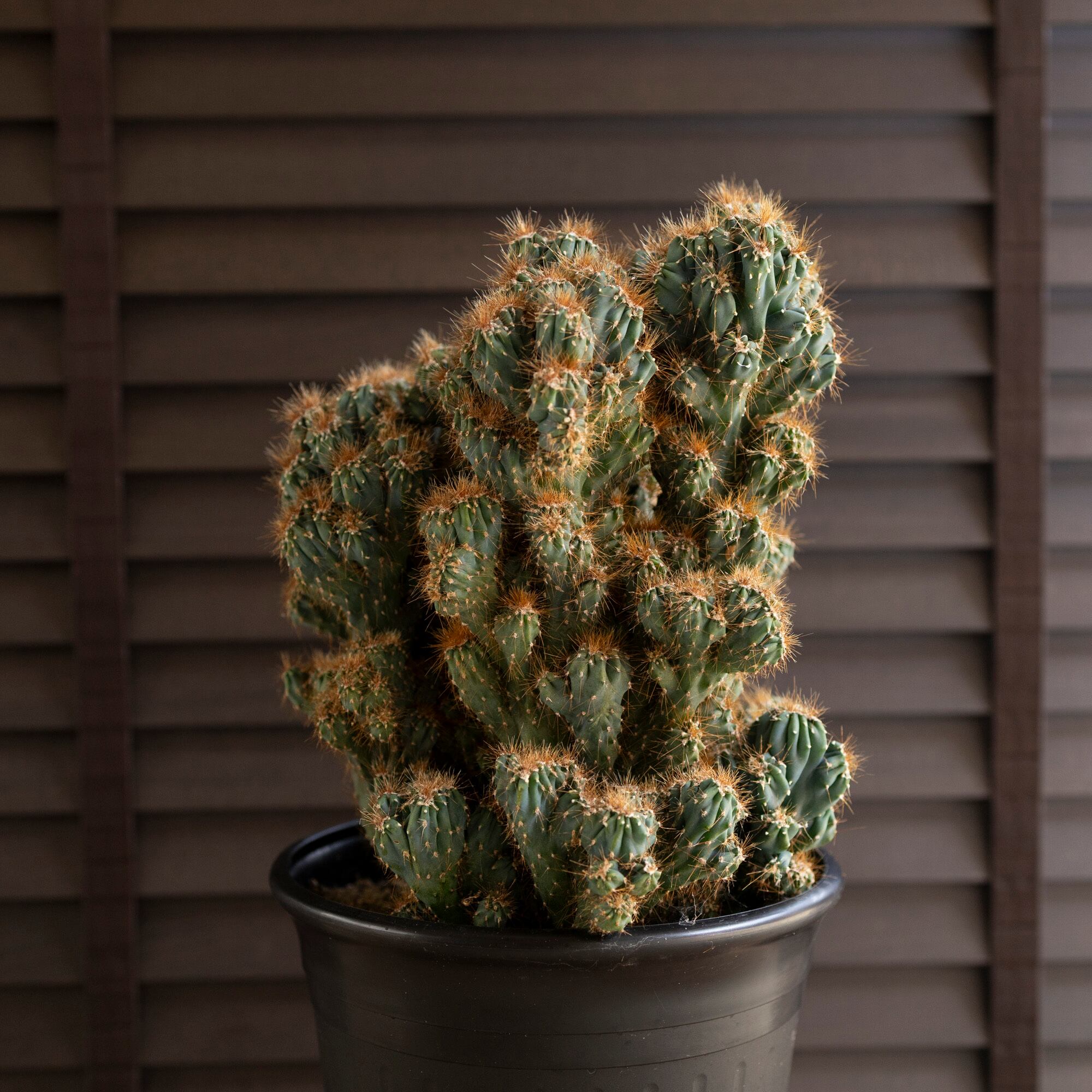 サボテン 楽天市場】サボテン サバンナ L おしゃれ 寄せ植え プレゼント : APOA