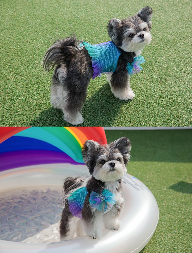 ハロークロップドトップス S ~ XL 2color  /  犬の服 犬服 新作 ショート丈 クロップド丈 涼しい 小型犬 中型犬 ペット洋服 ドッグウェア ペット用品