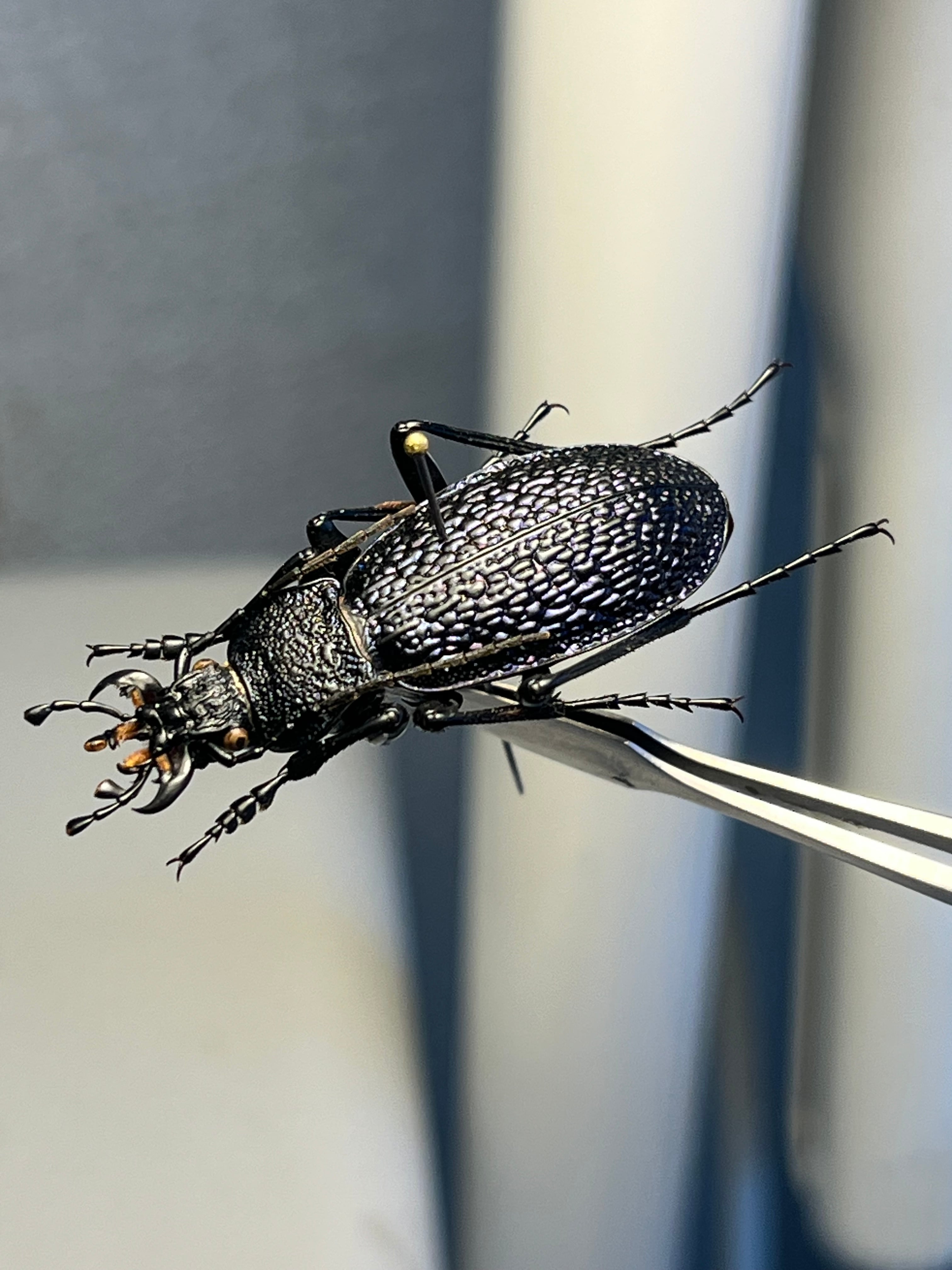 極美個体】エリスカブリモドキ オサムシ標本 オサムシ マイマイカブリ