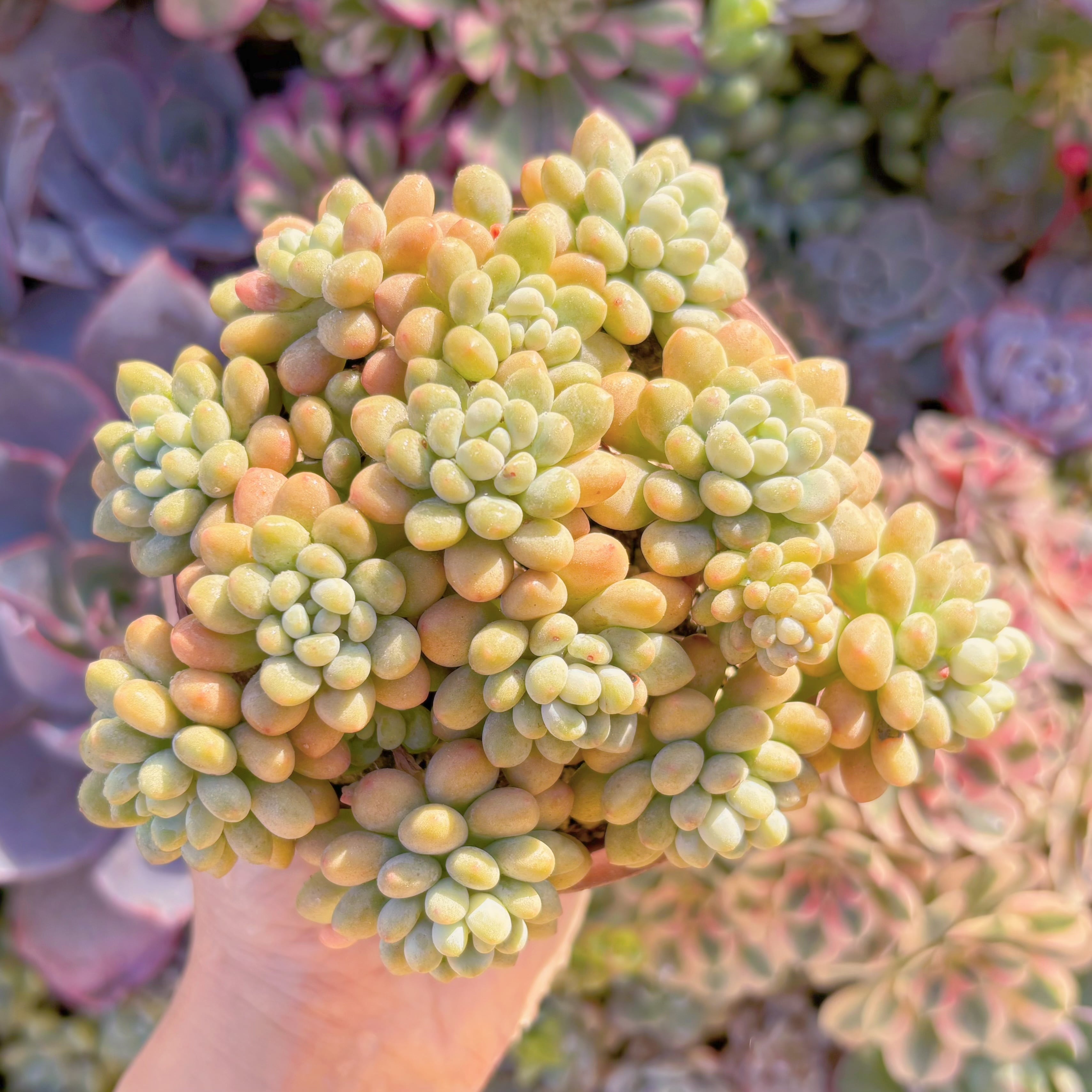 現品　キャビア#262　群生　るる農園