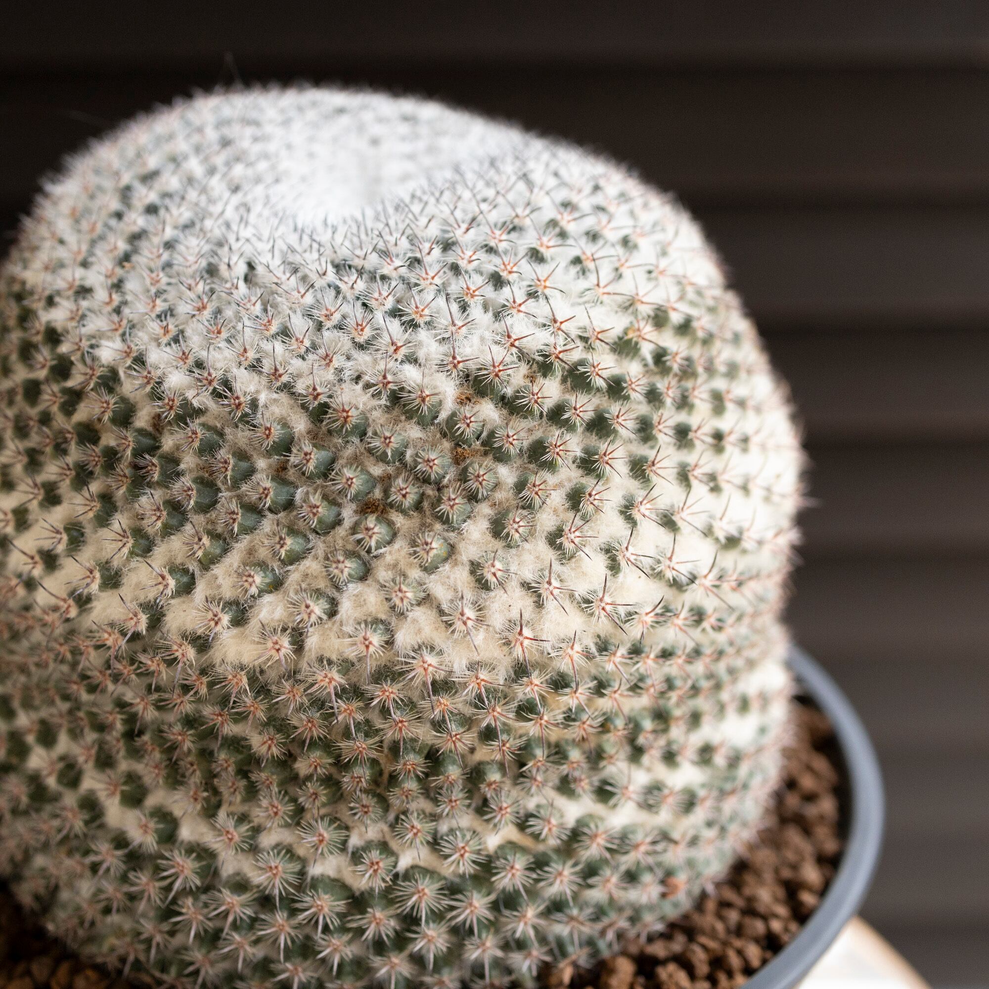 マミラリア 映雪丸 ピンクの花が咲く Mammillaria Bravoae Craig