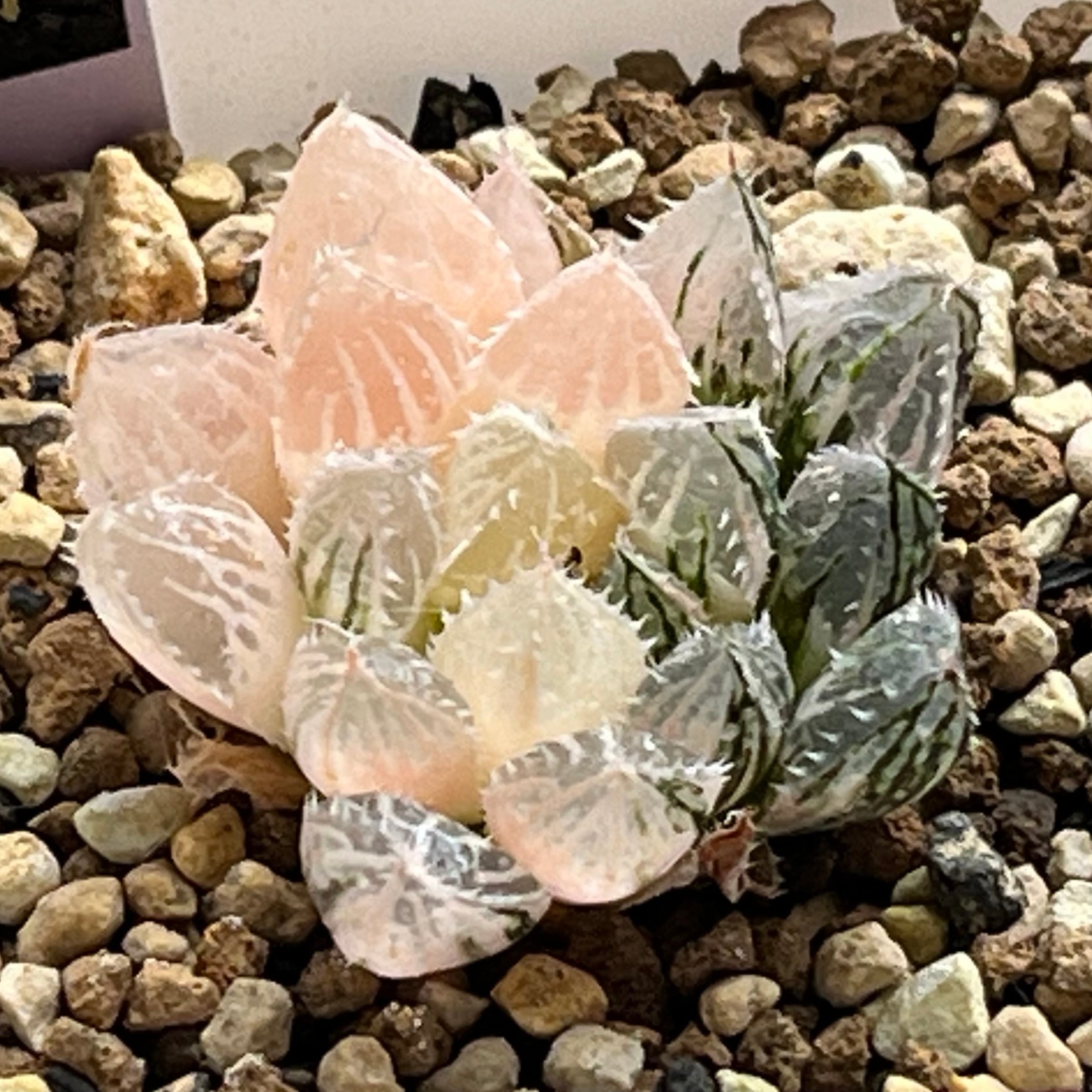 ハオルチア 竜爪 オブツーサ錦 | mocono_plants