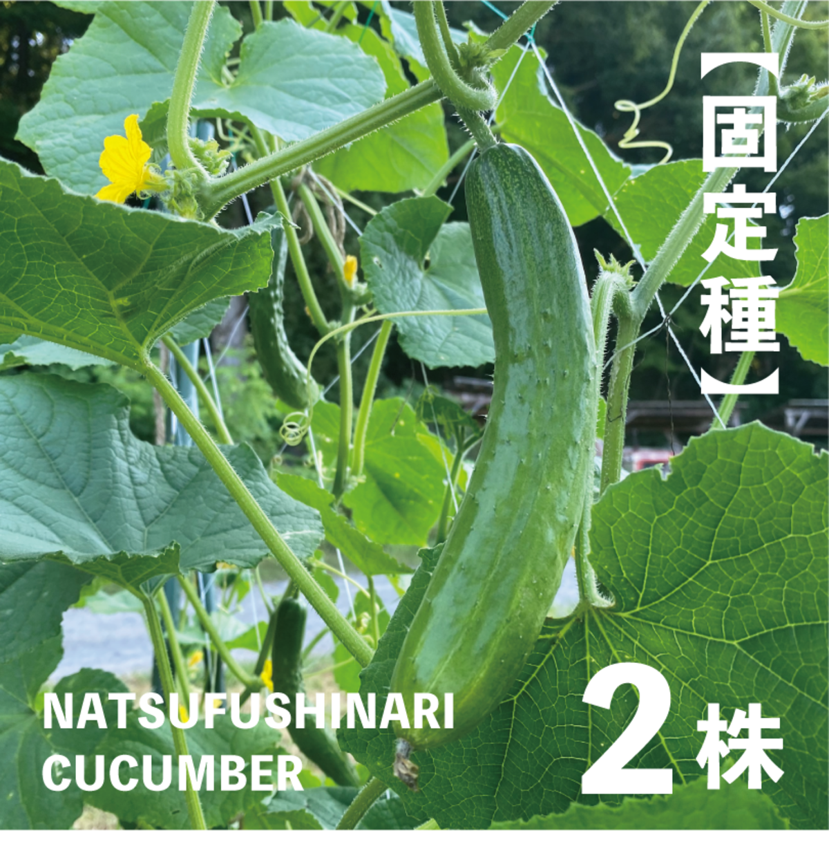 夏節成胡瓜の苗・2株【キュウリ／野菜の苗／無農薬／農薬不使用／固定
