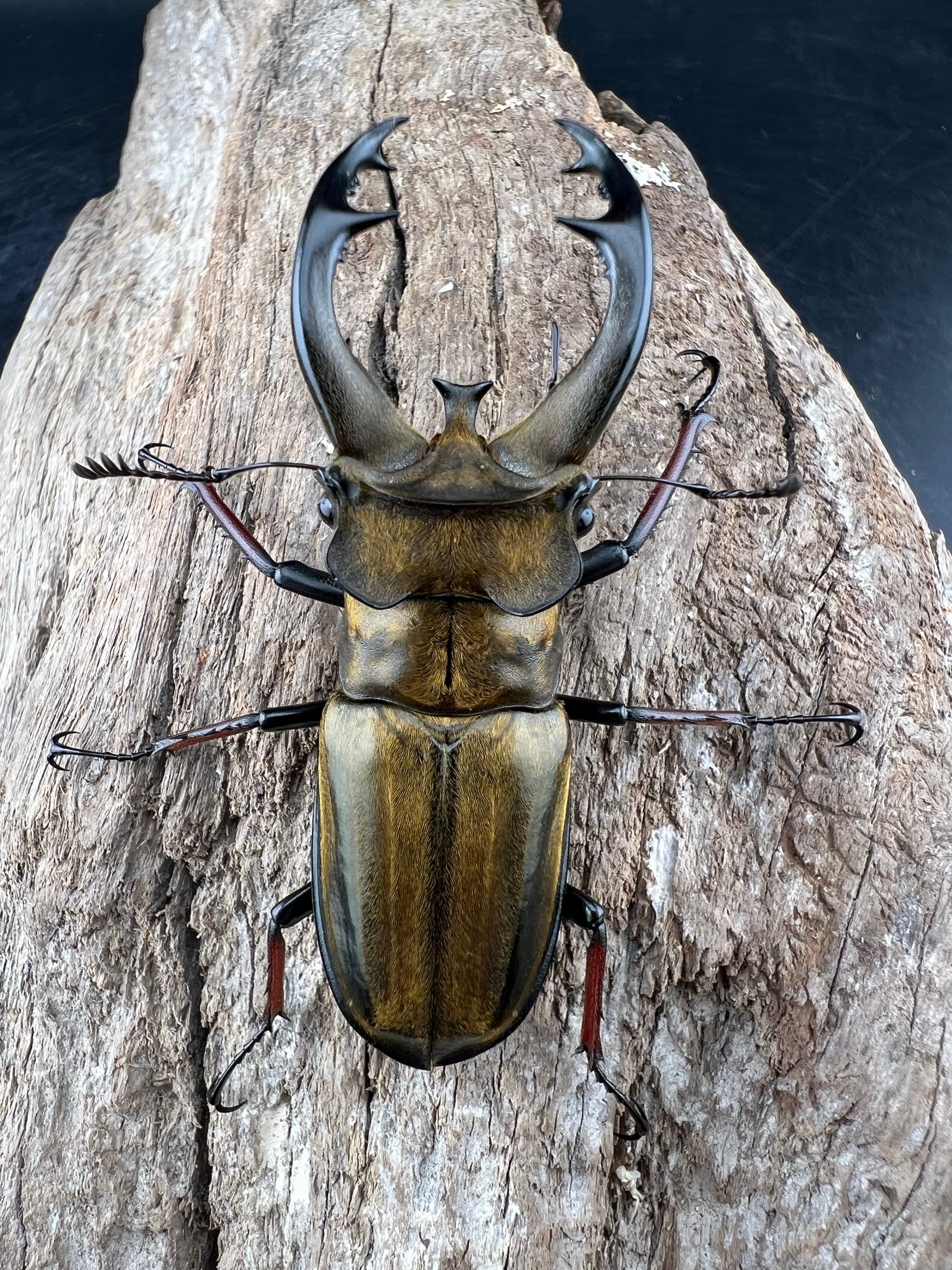 【たーたん】ボンバーヘッド 北海道産ミヤマクワガタ 昆虫標本 たーたん】ボンバーヘッド 北海道産ミヤマクワガタ 昆虫標本 標本
