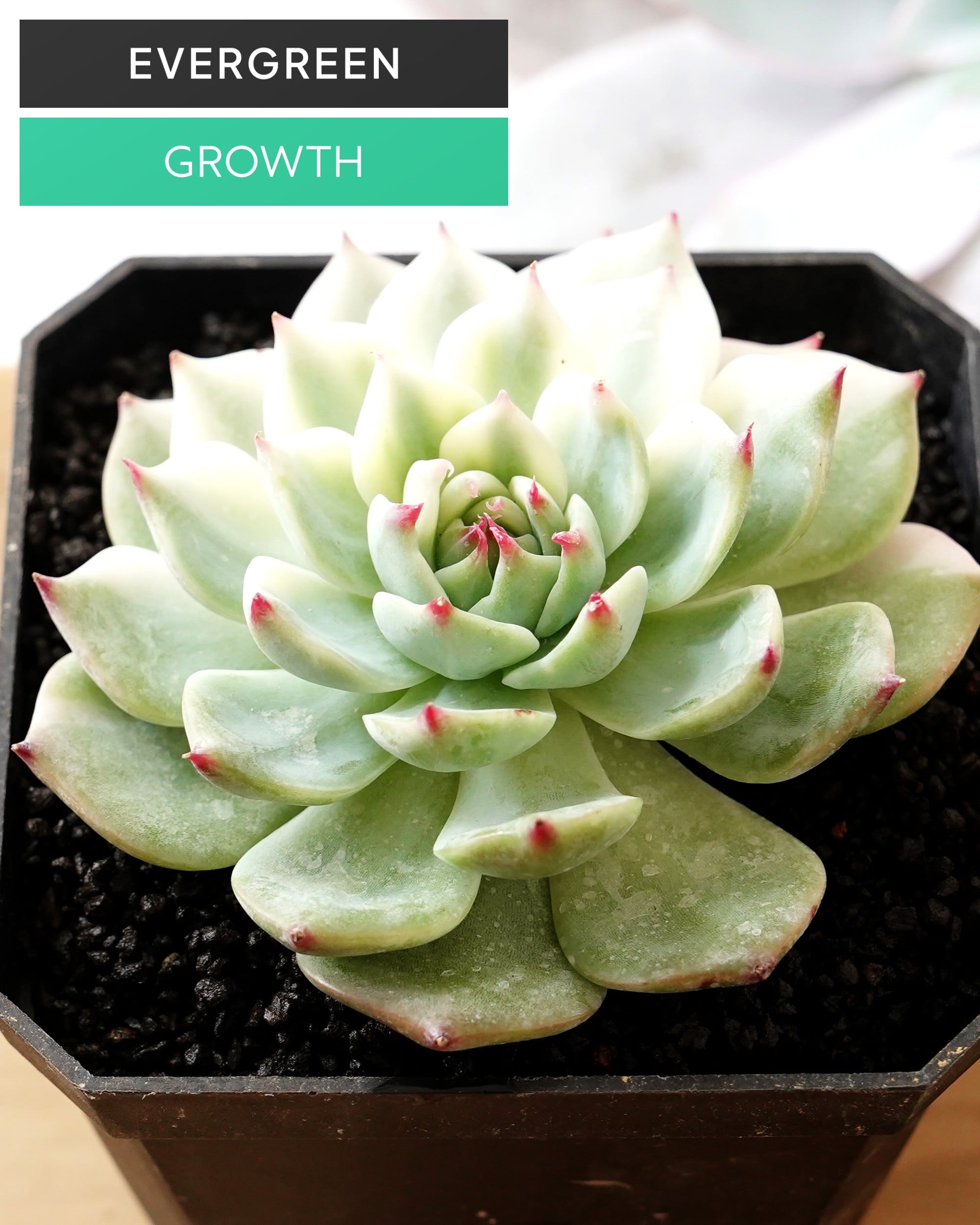 エケベリア（っぽいコ） | PUKUBOOK SUCCULENTS