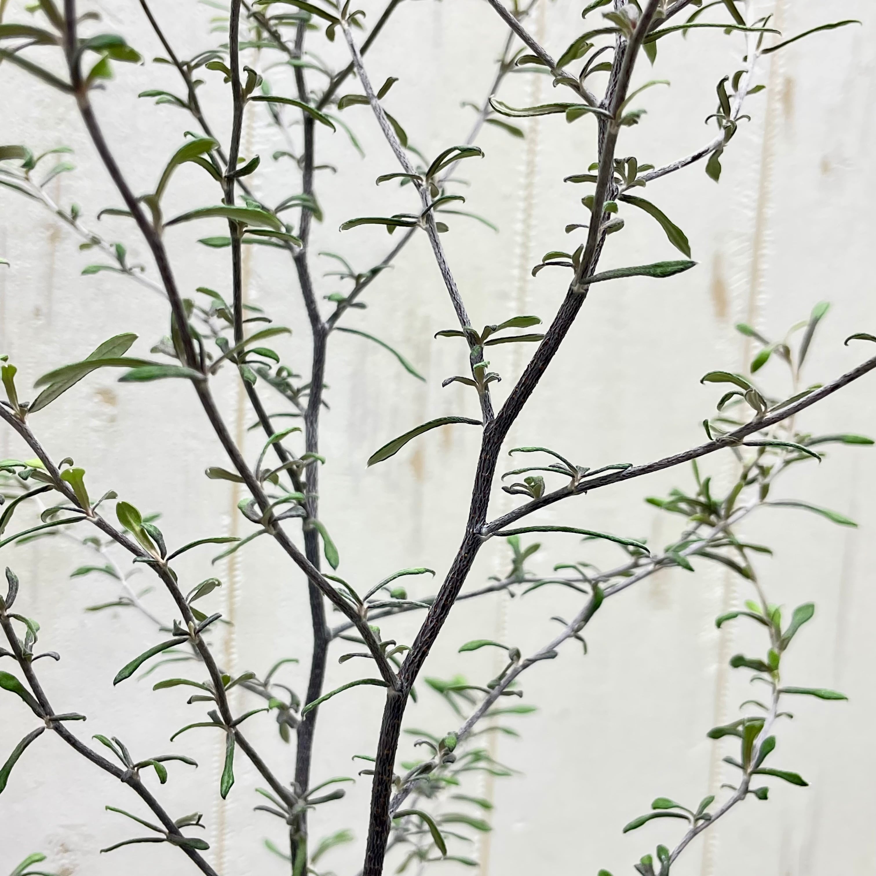 2株植え コロキア マオリシルバー 4号鉢 | PLANTS SHOP OLIVE
