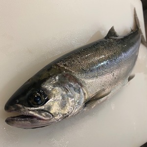 【 ご予約 】（極上）A～C　2.2～2Kg「直送」一本釣り天然ビワマス（ 仕立て済み）