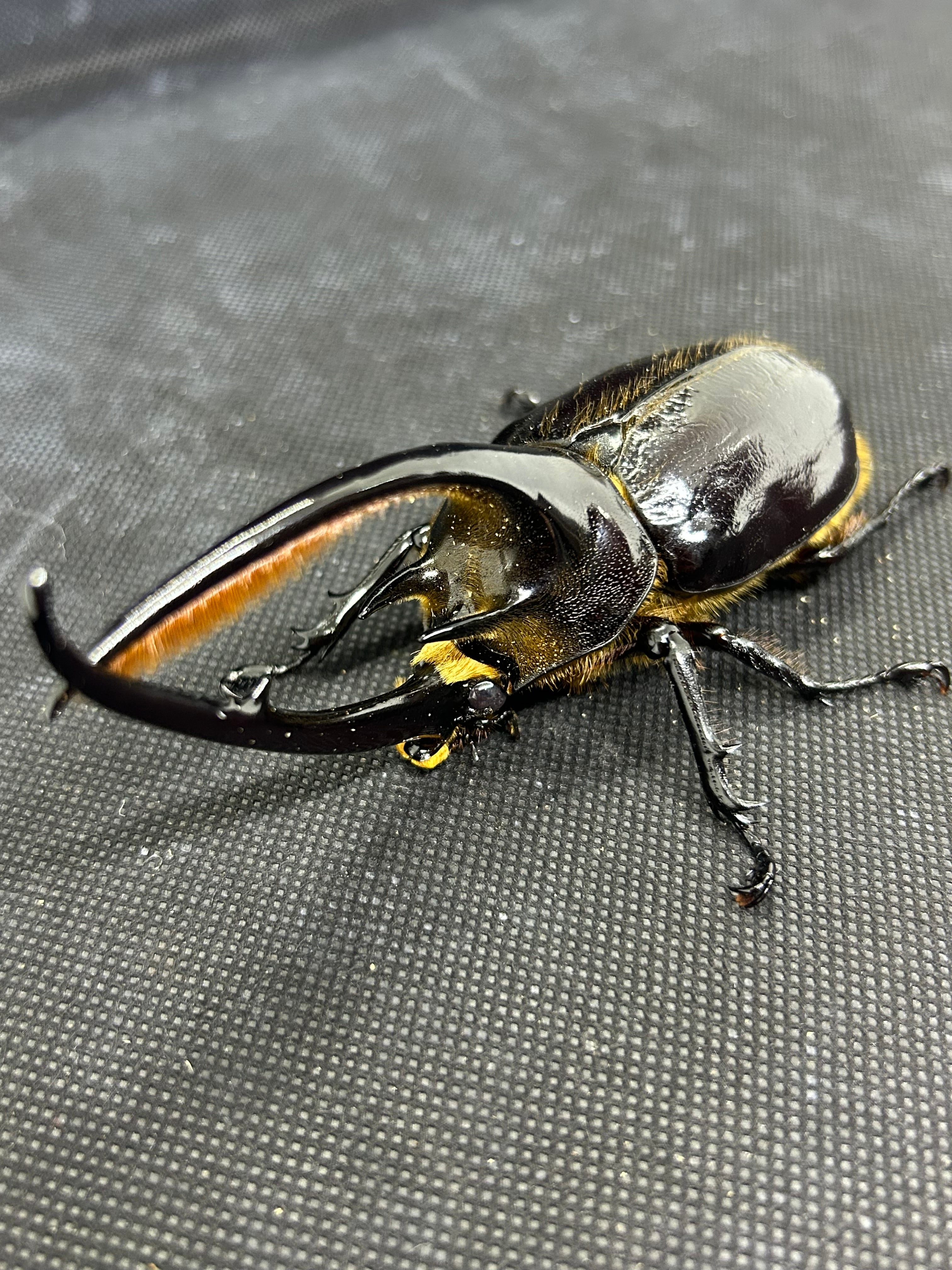 121mm】タイタンオオウスバカミキリ カブトムシクワガタハナムグリ