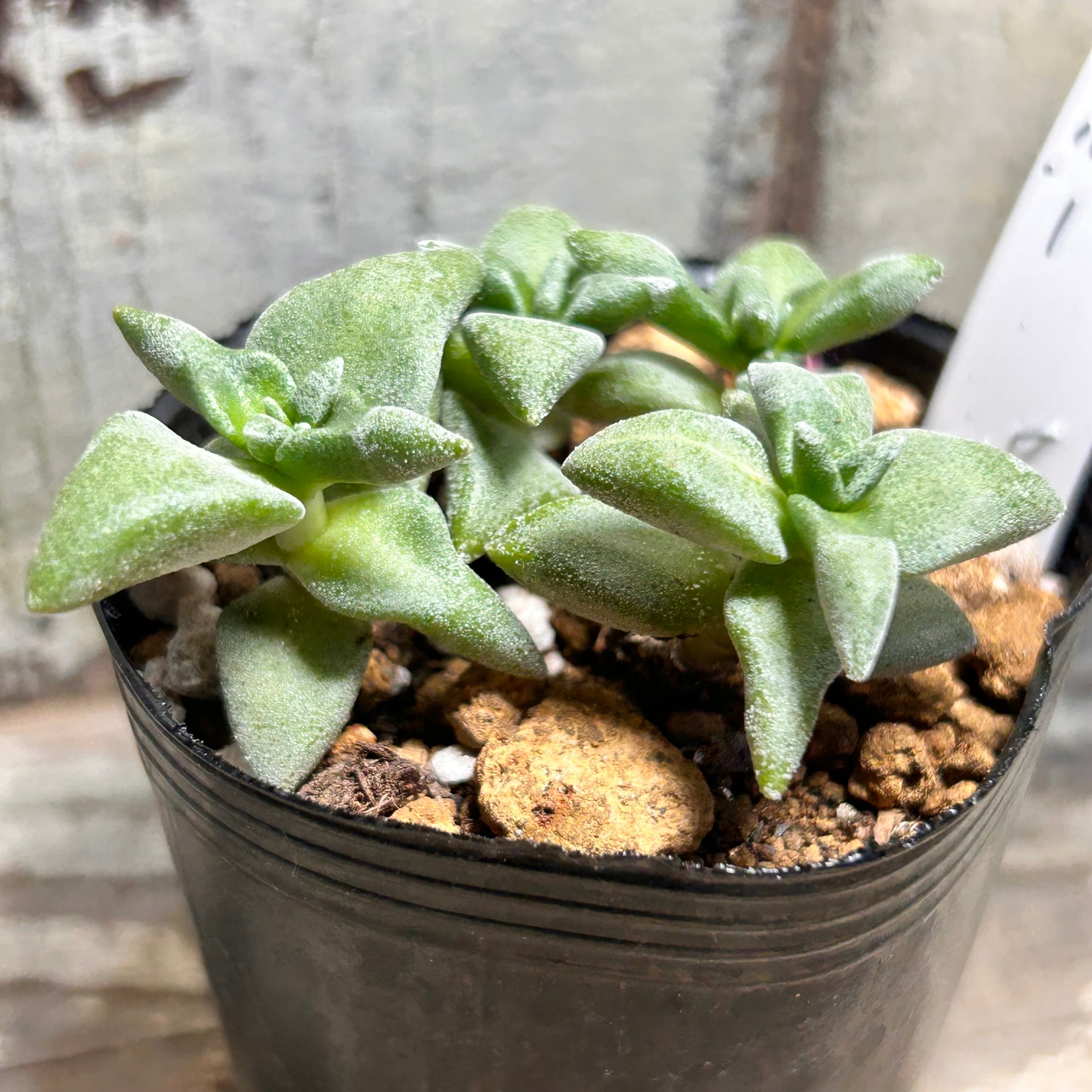 デルトイデア タンクアカルー | RuPo 多肉植物専門店