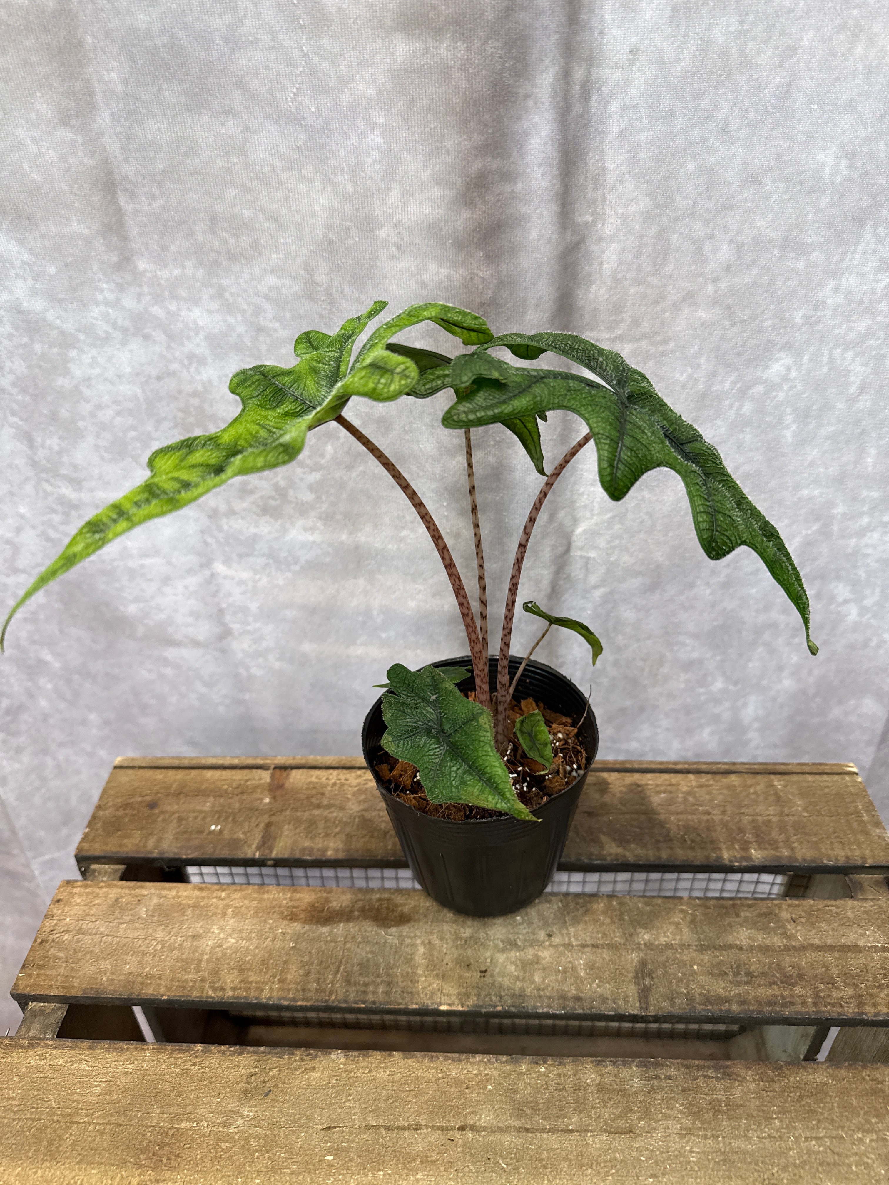 アロカシア ジャックリン | Gardenえん 【観葉熱帯植物】