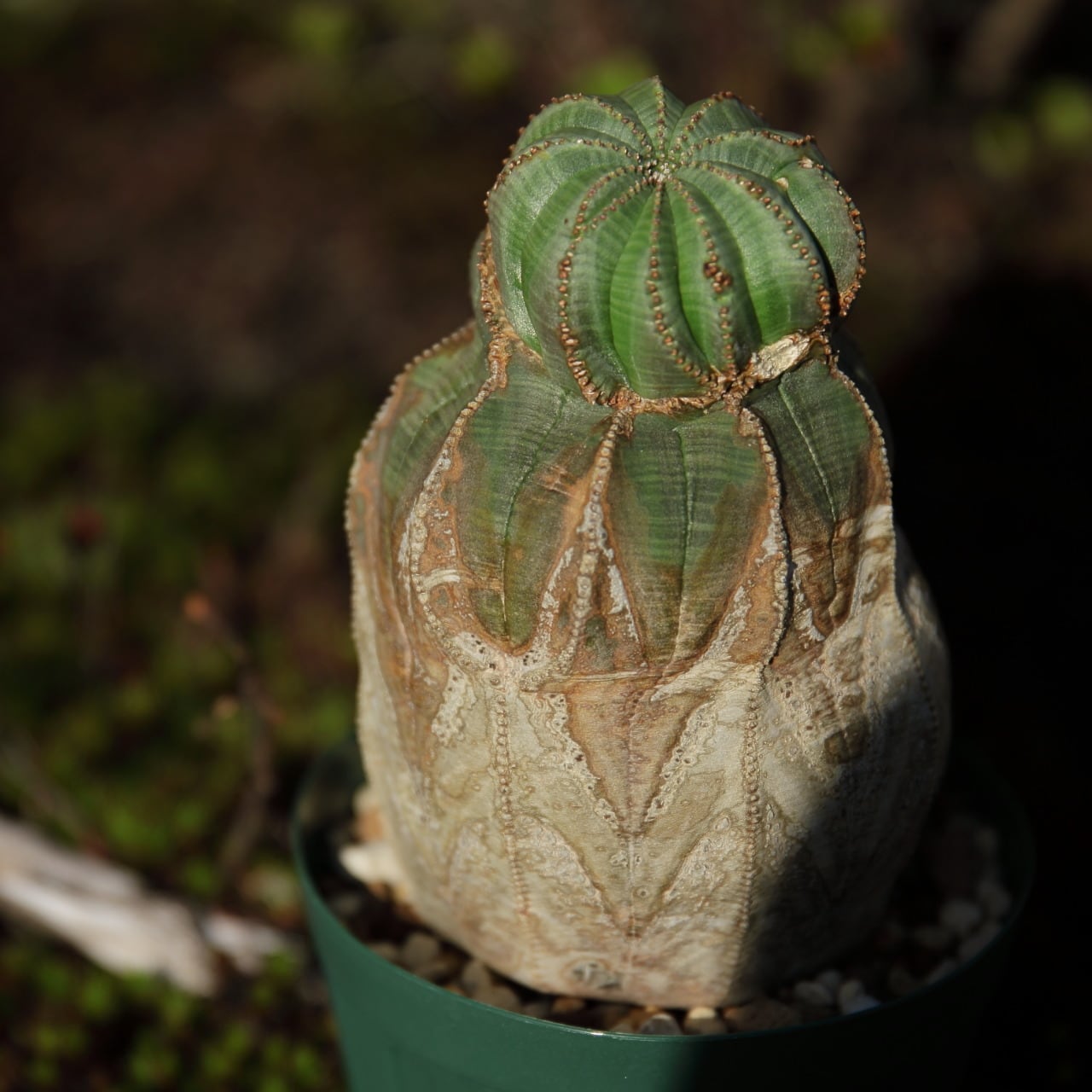 ユーフォルビア オベサ 木質化 オールド株-