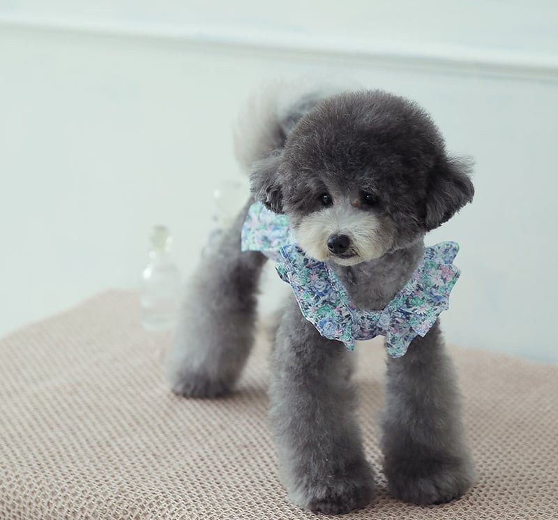 flower crop lace sleeveless S ~ XL 2color / 犬 服 クロップドトップス 犬の服 犬服 ショート丈 ペット洋服 ドッグウェア ペット用品 小型犬 中型犬 春夏 新作 お揃い 花柄 b55