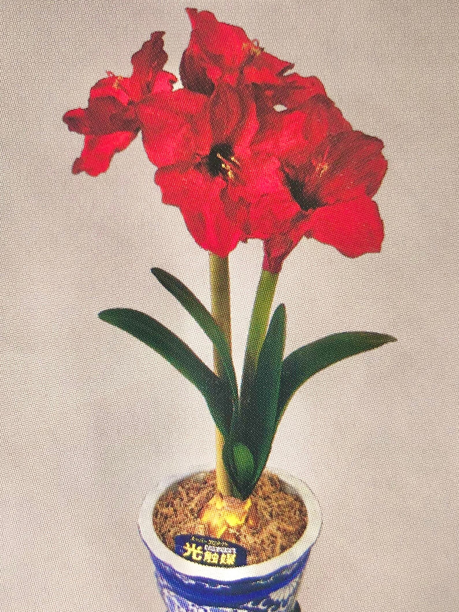 アマリリスm 1本立て 赤 R15 Belleil ベール