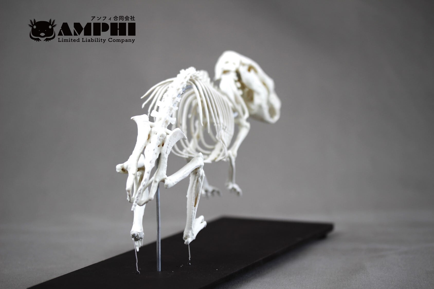 モルモット （Cavia porcellus）等倍全身骨格模型 | アンフィ合同会社