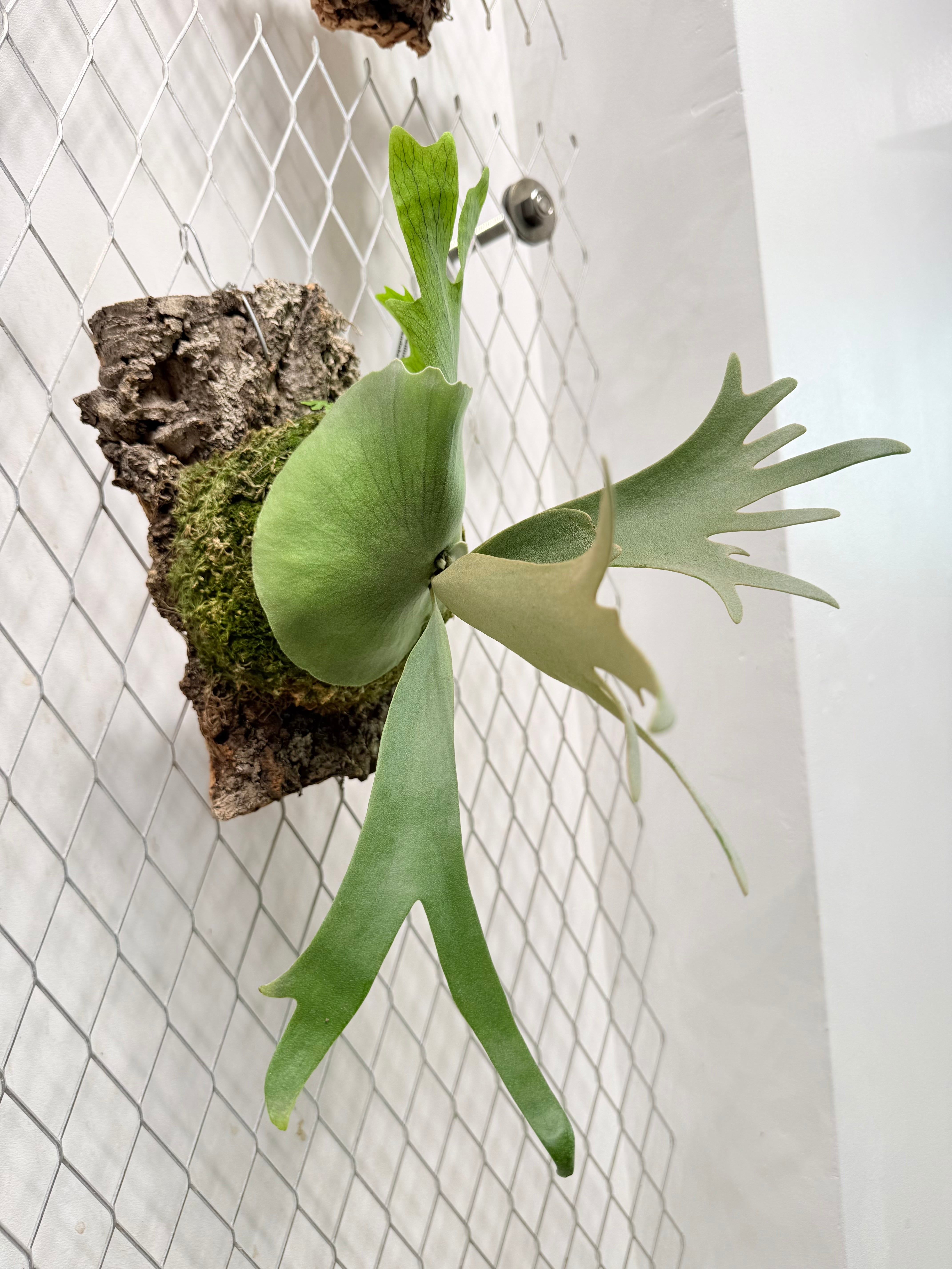 a) P. willinckii 'Blue Queen' ビカクシダ ウィリンキー 'ブルー