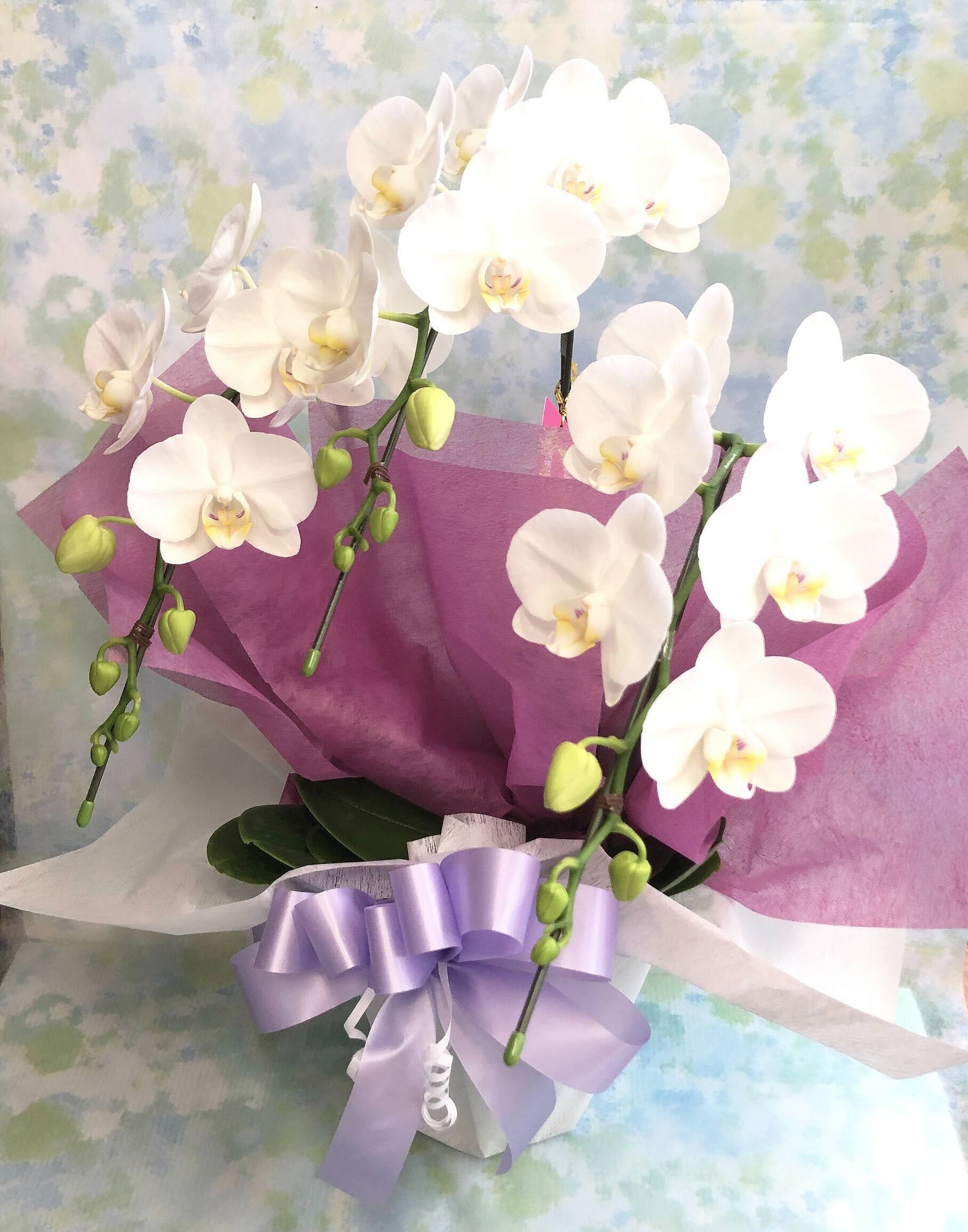 アガベ ベネズエラ | Strawberry Fields