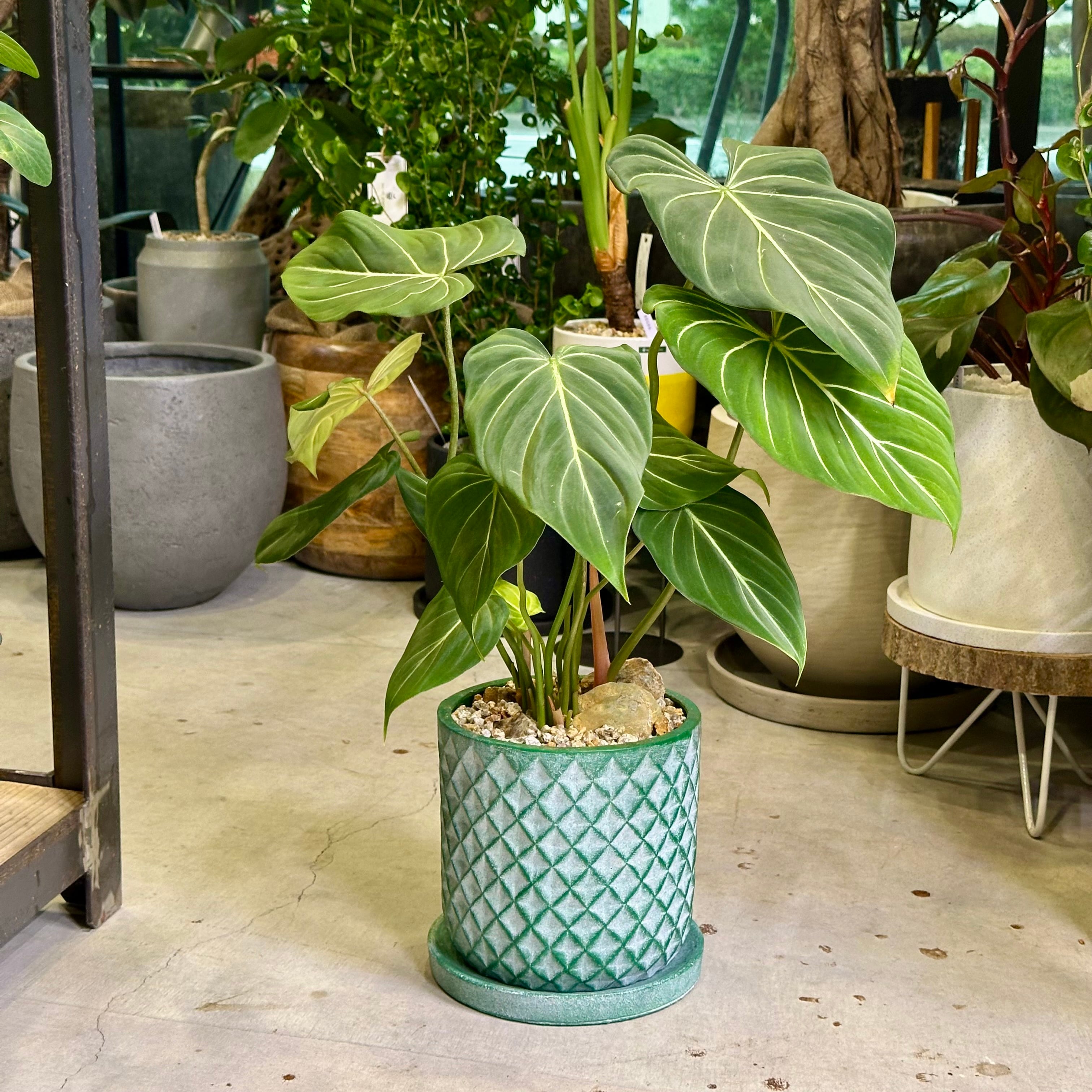 フィロデンドロン・グロリオサム | barrelplants_BONSAI