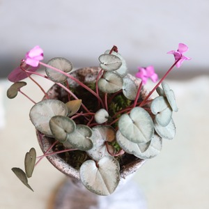 ajさまご注文専用＊シクラメンコウムカップ　届いてすぐ玄関に飾れる 　プレゼントにもオススメ　