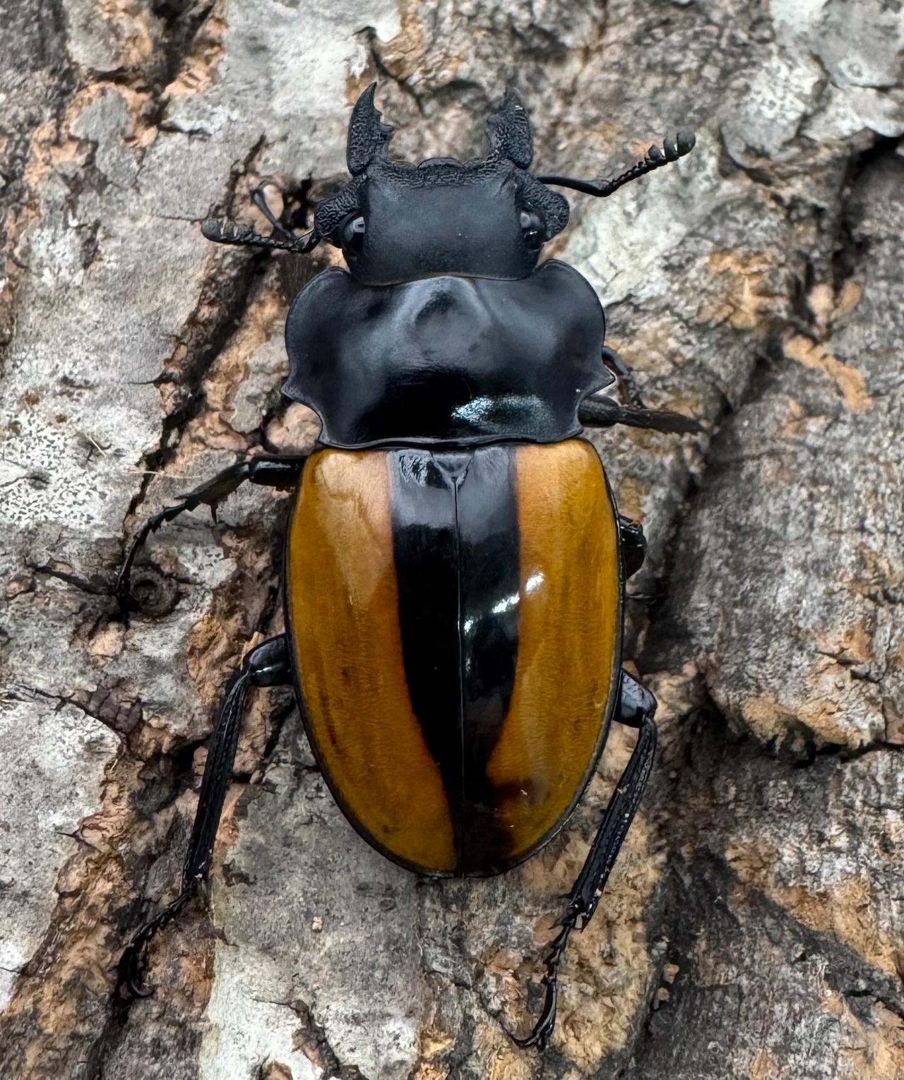 【WD】《ボーレンホーベンツヤクワガタ 40mm ♀単》