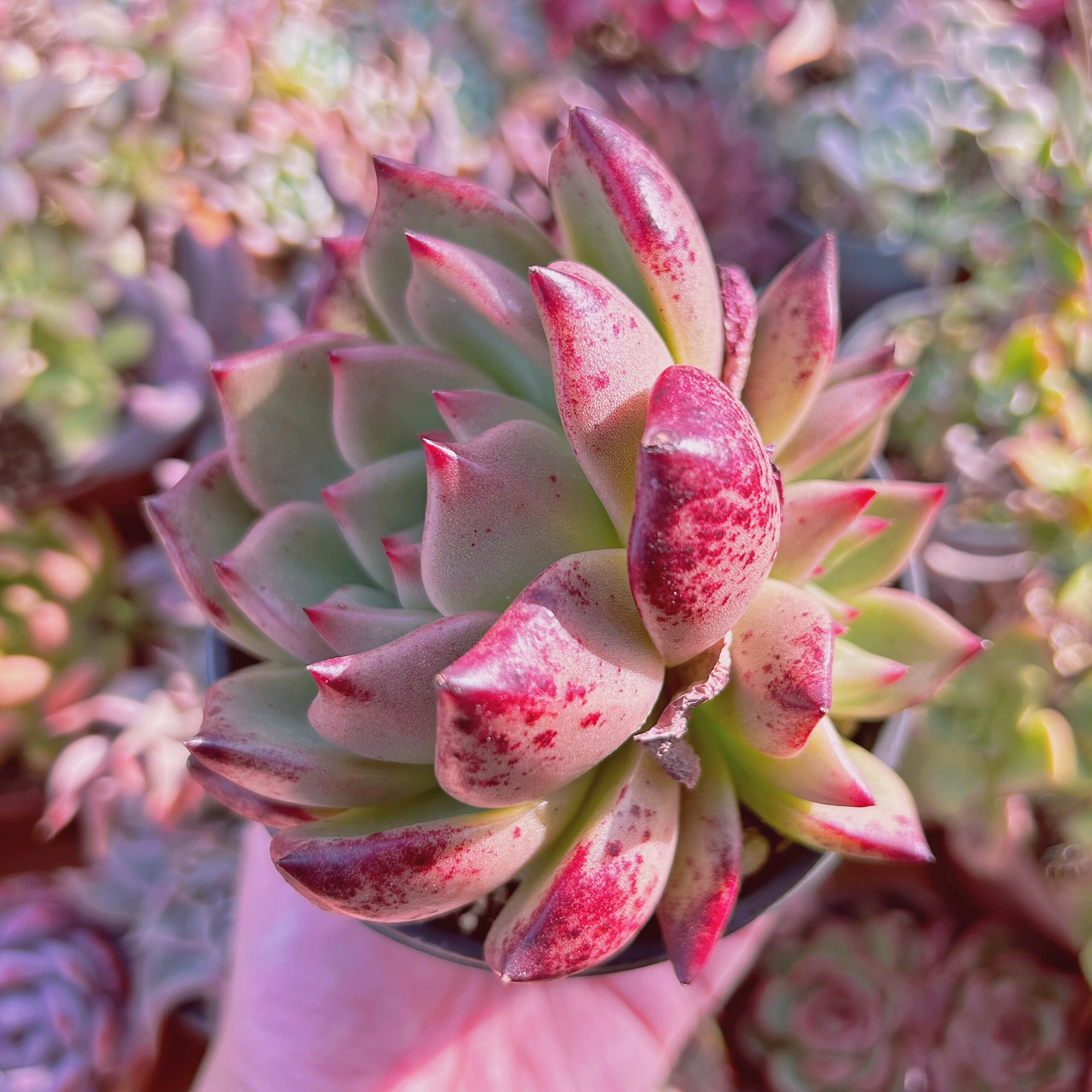 専用☆多肉植物 ルミナス他10点 専用☆多肉植物 ルミナス他10点
