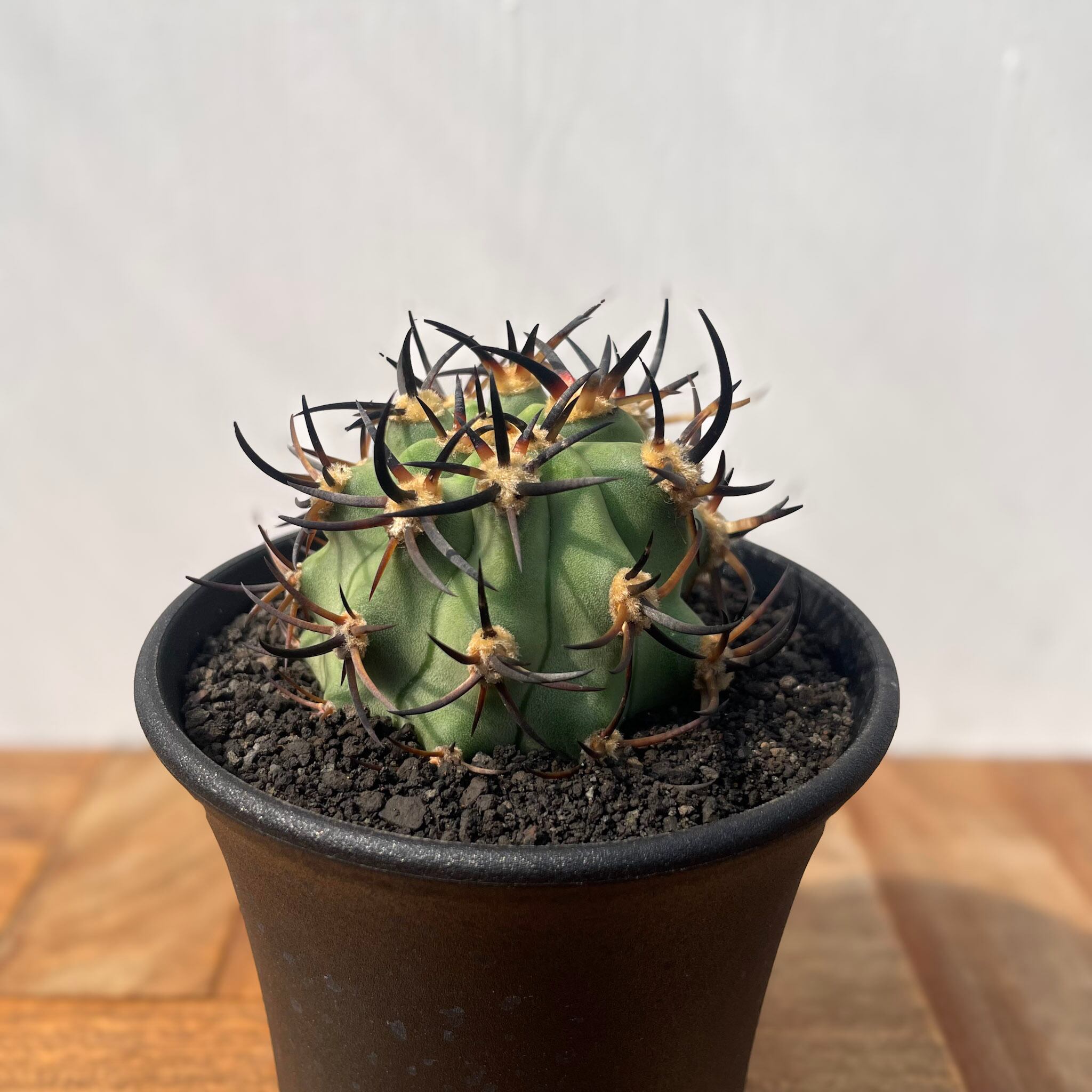 Euphorbia mitriformis【ユーフォルビア・ミトリフォルミス】 | RIMO'S