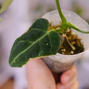 アンスリウム・レガレ / Anthurium Regale㉓│観葉植物