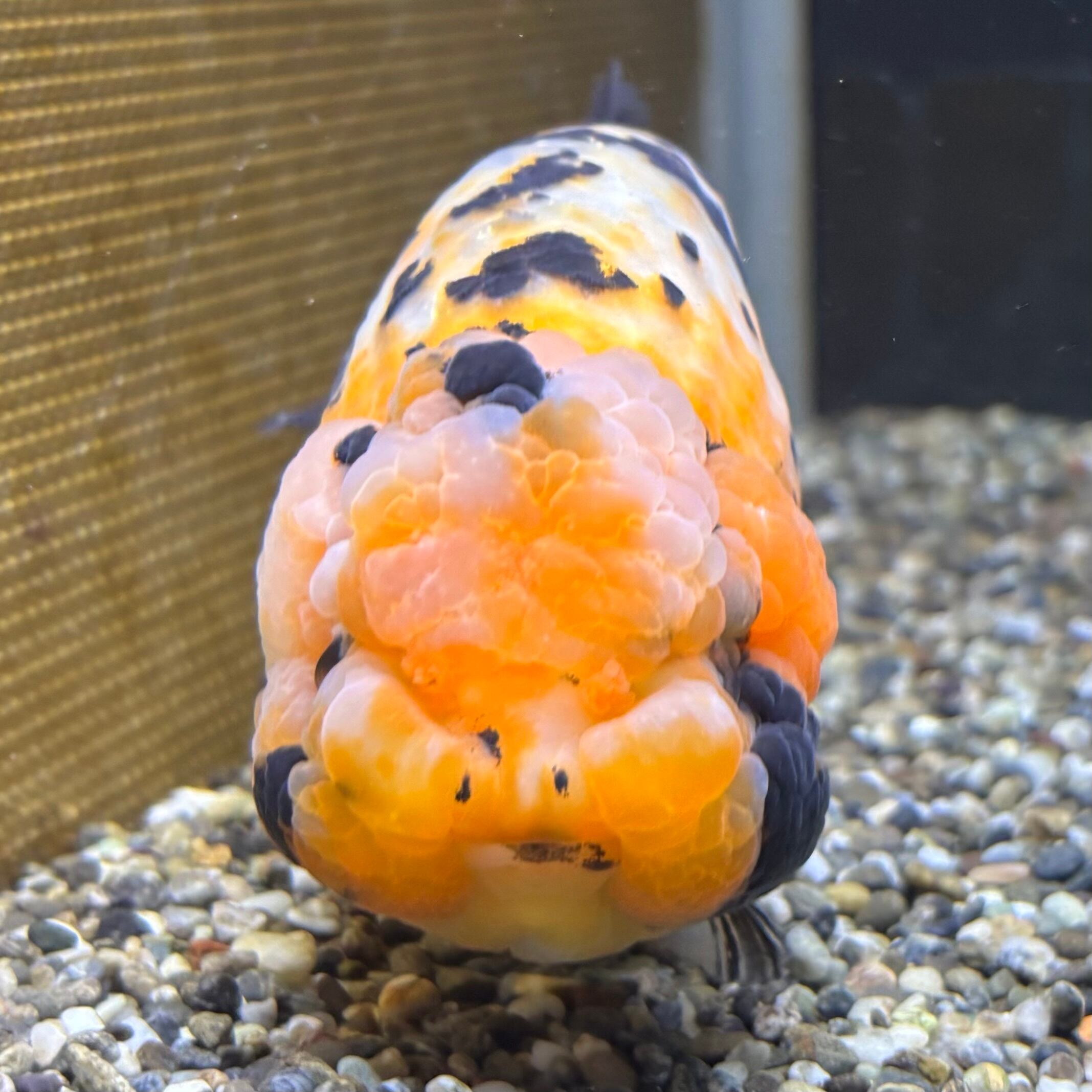 きんぎょ 極上 江戸錦 大きめ 14cm | 金魚・熱帯魚専門店 AquaPro.H