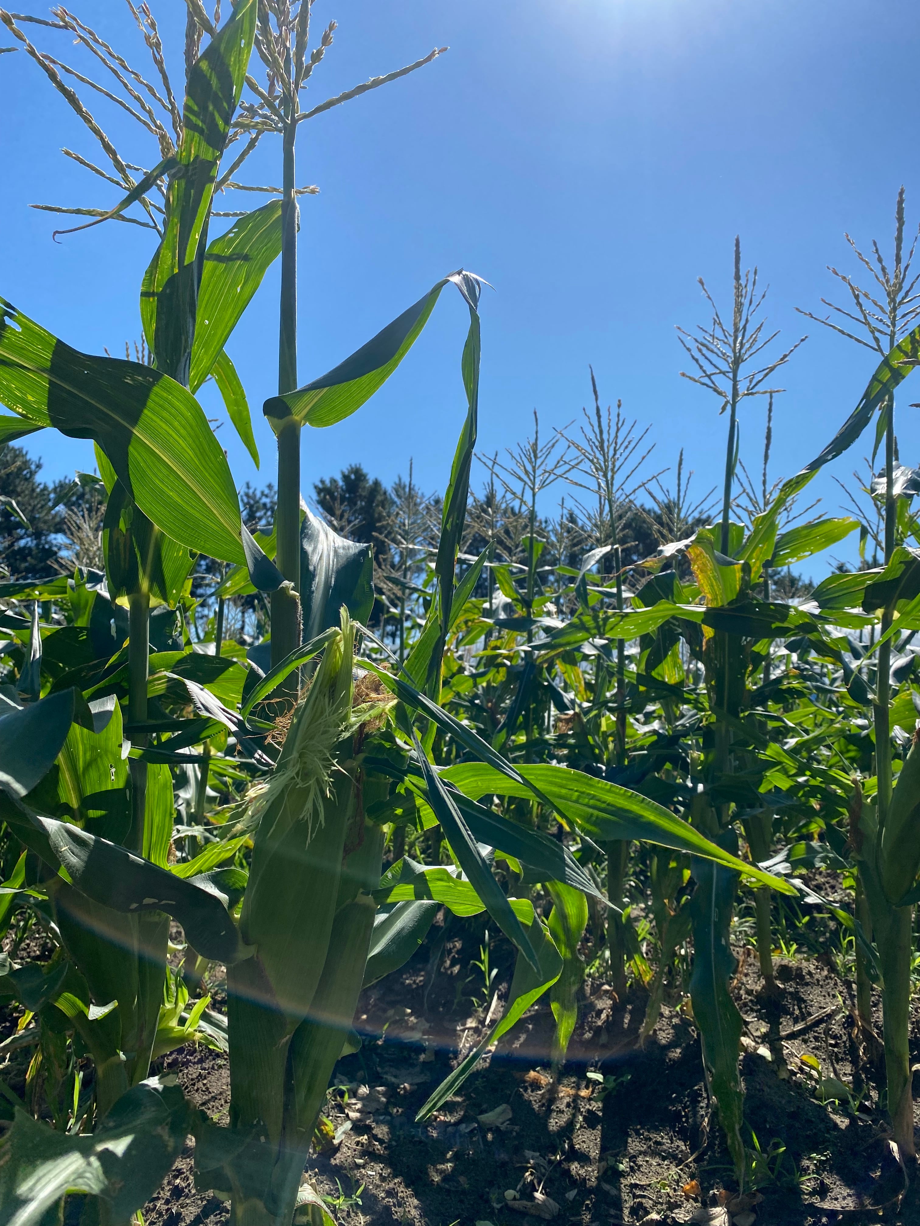 7月～8月中発送予約】うんまい！とうもろこし | 農業生産法人