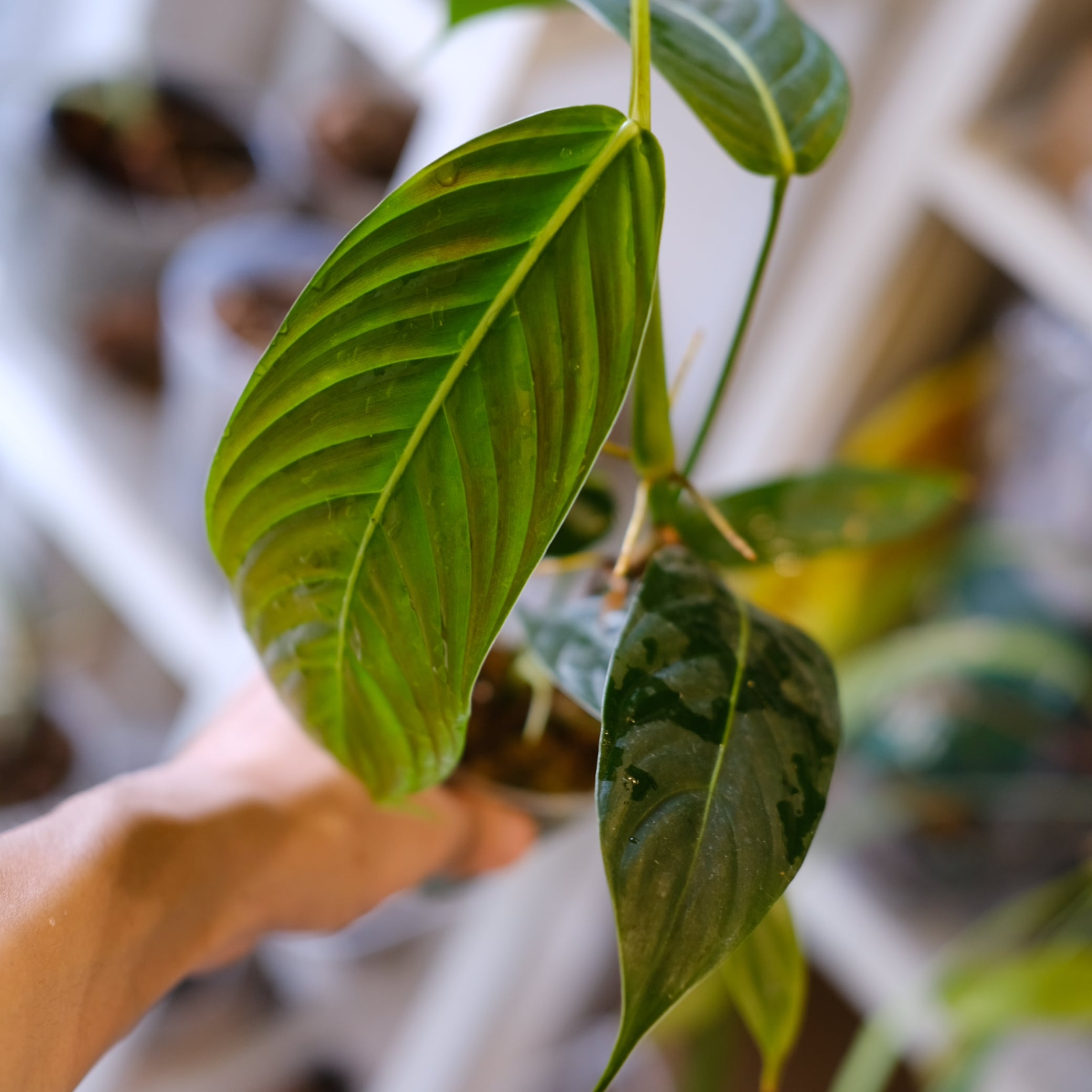 Philodendron heterocraspedon｜フィロデンドロン・ヘテロクラペドン