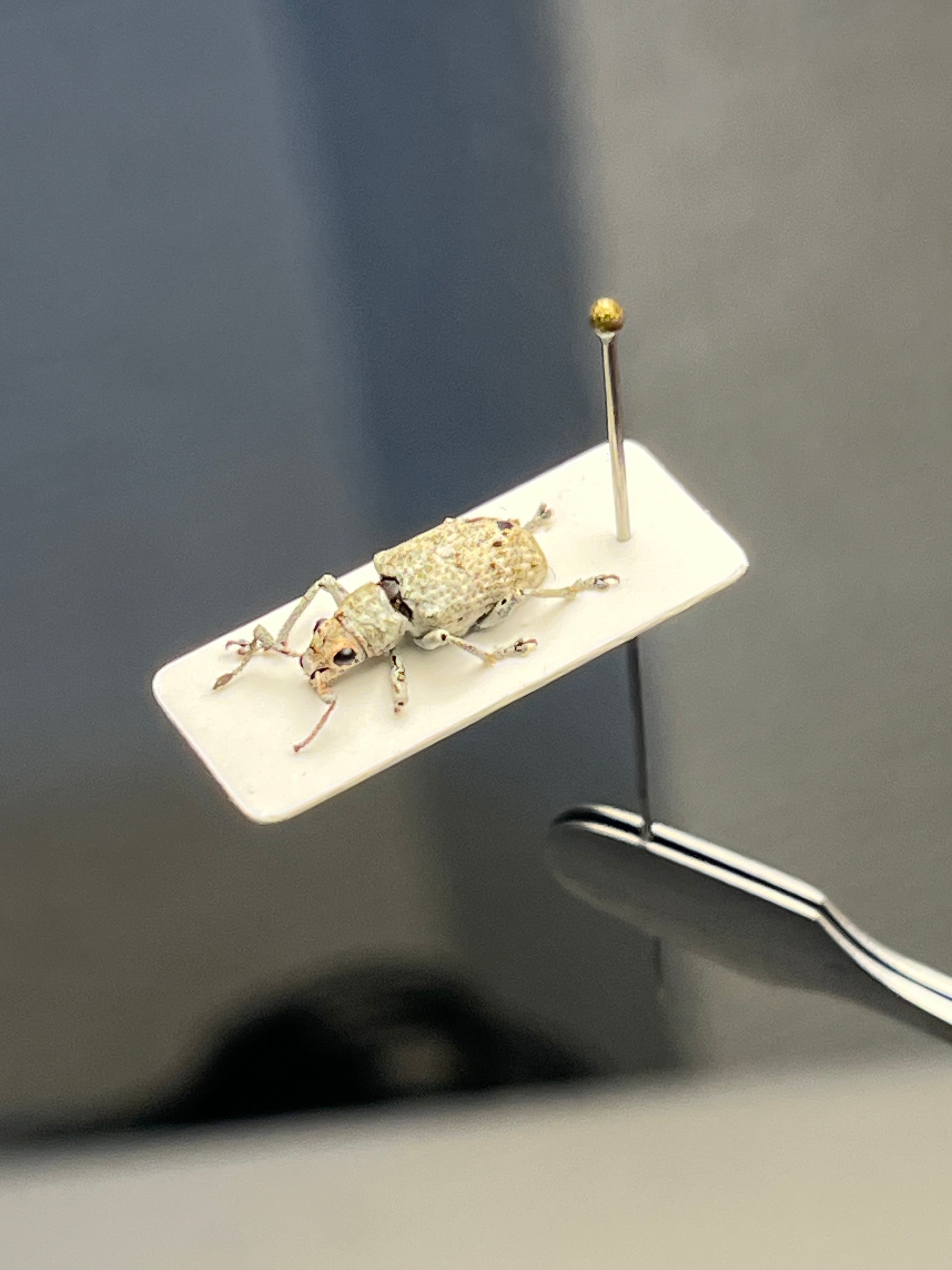 9mm】普通種と思しき白いゾウムシの一種 標本ゴミムシダマシ