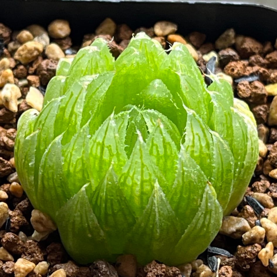 ハオルチア アトロフスカミュータント錦 | mocono_plants