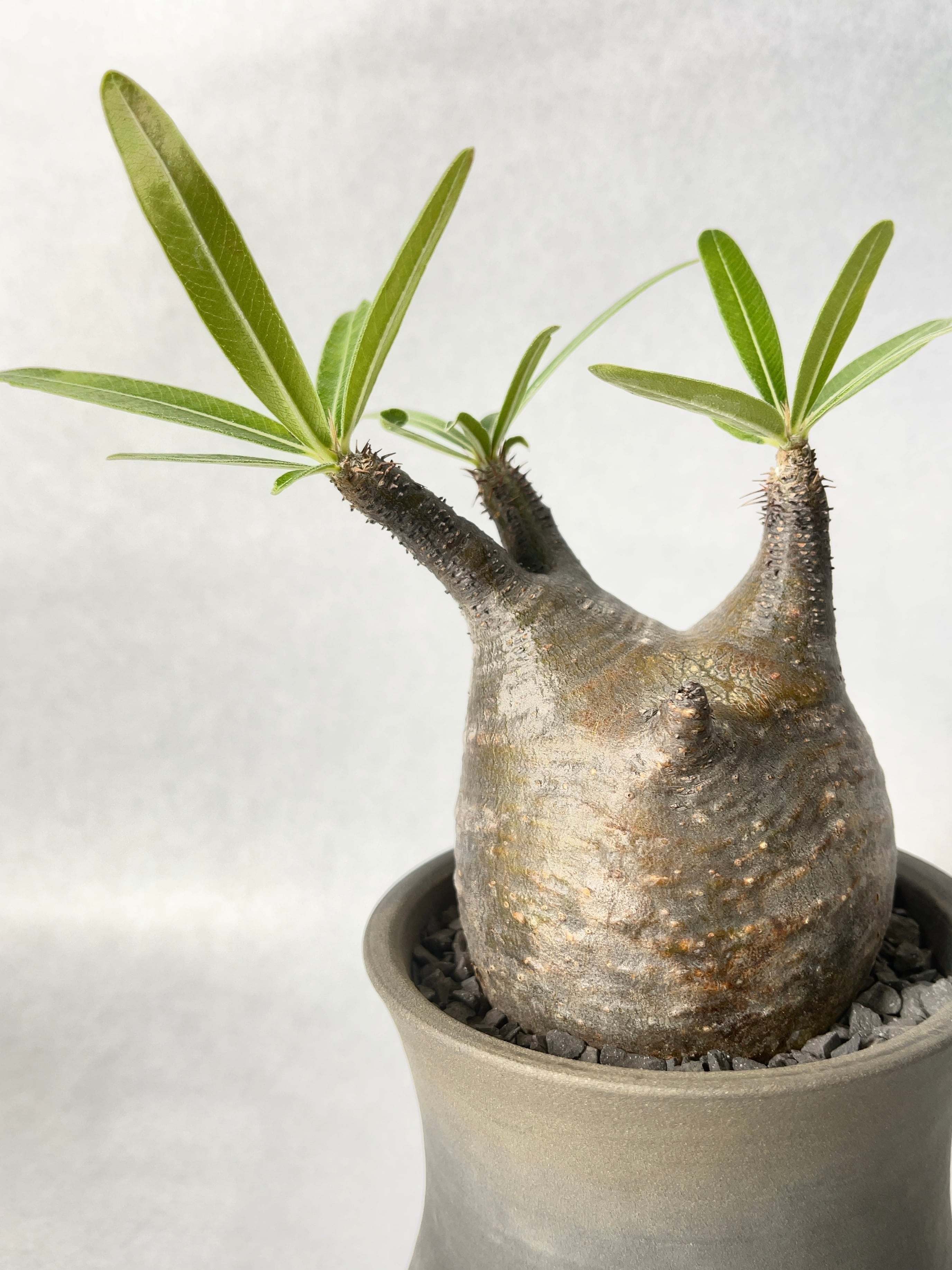 パキポディウム・グラキリス | trigger