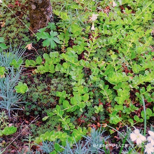 小さな世界 様々な植物と小さな木の幹　Small world Various plants and small tree trunks