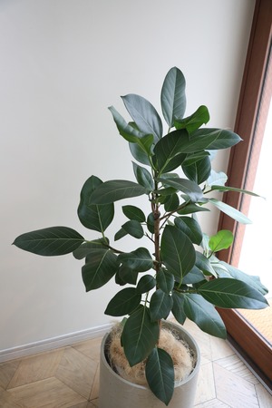 【L/120cm】フィカス アルテシマ 青葉/Ficus