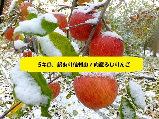 訳あり信州山ノ内町産 ふじりんご 5キロ 送料込み | みゆきのりんご