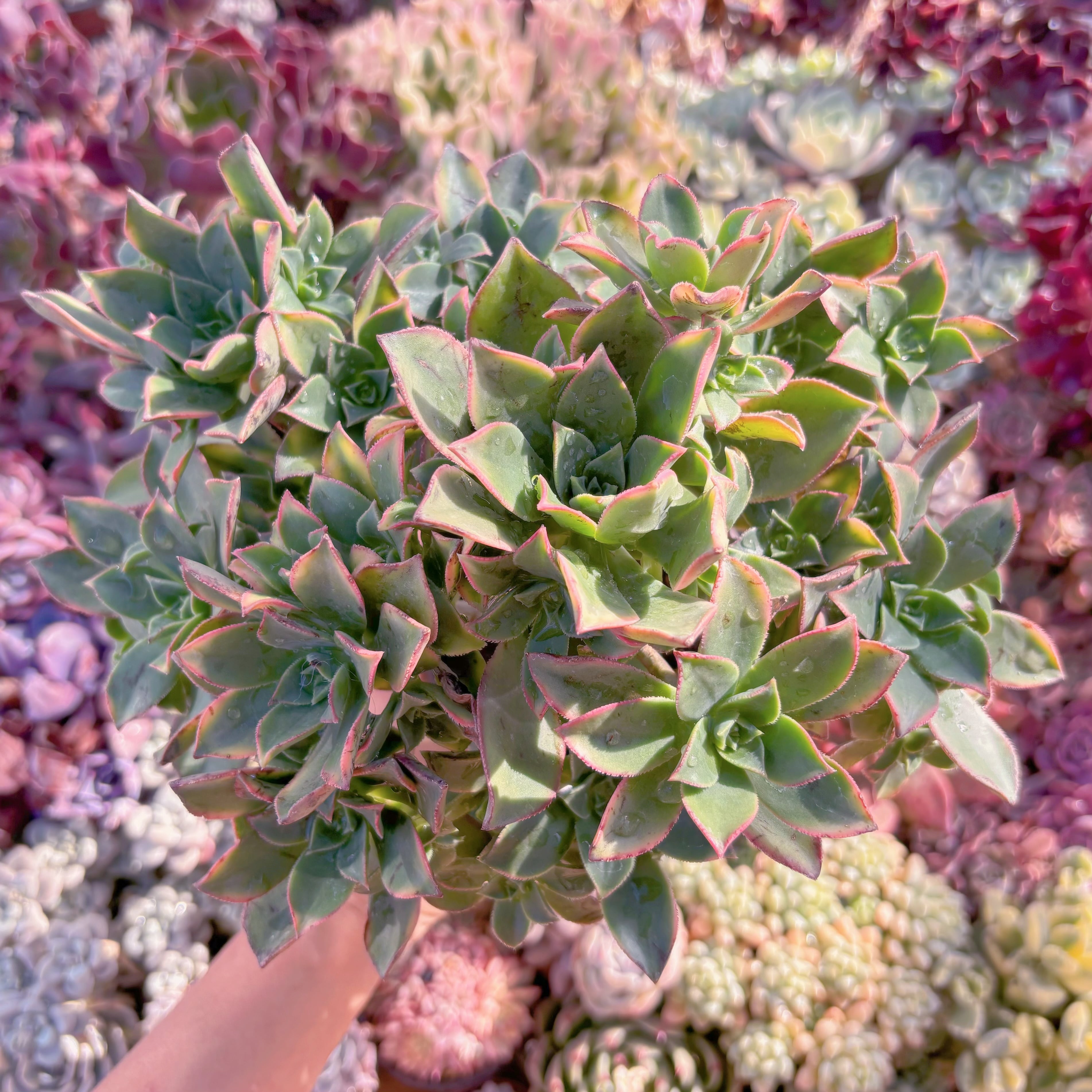 現品　艶日輝#A24　大群生　新入荷　るる農園