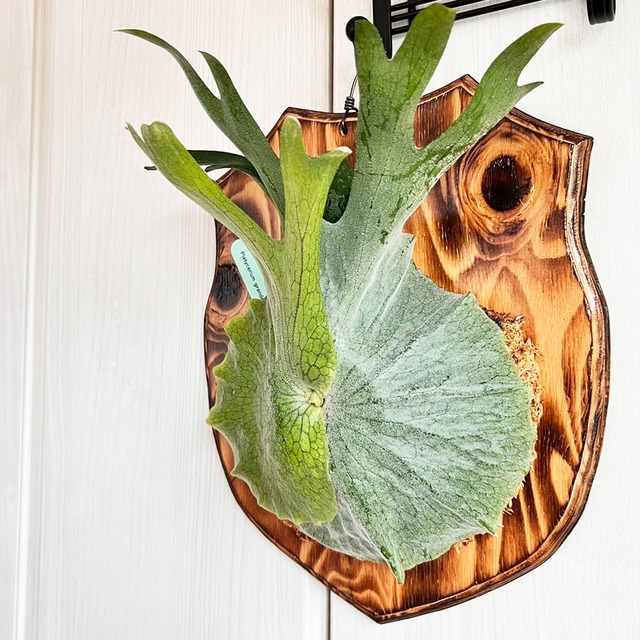 ビカクシダ グランデ 板付 【観葉植物 壁掛け コウモリラン】