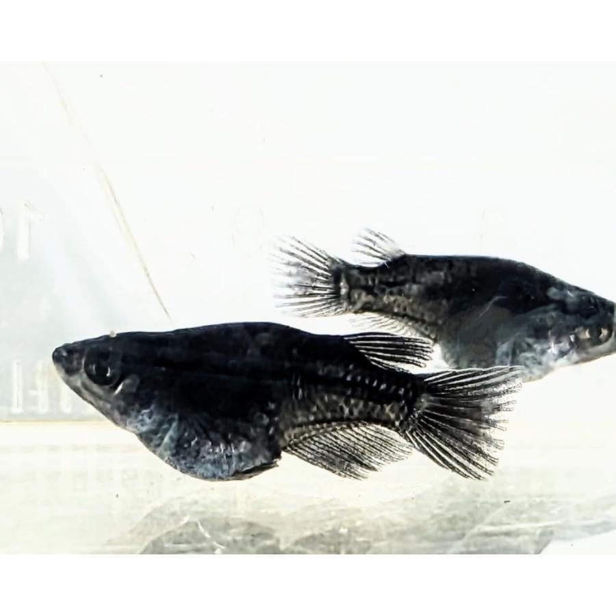 ブラックダイヤダルマ 若魚2匹1ペア メダカの飼い方 室内・屋外