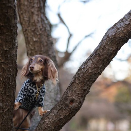 ハイネックカットソー（ピーナッツ、ジラフ、ドット、サファリ、ゼブラ、ホワイトパンサー、レコード）※在庫あるのみとなっております