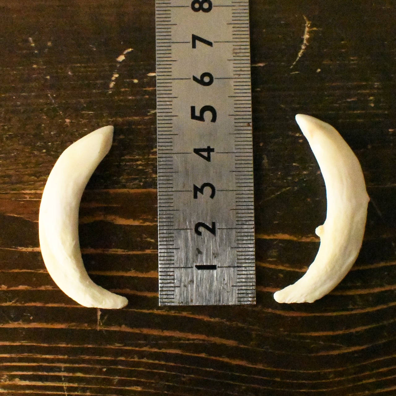 イノシシの牙（下・最長約5cm） | ほねとはね ONLINE SHOP