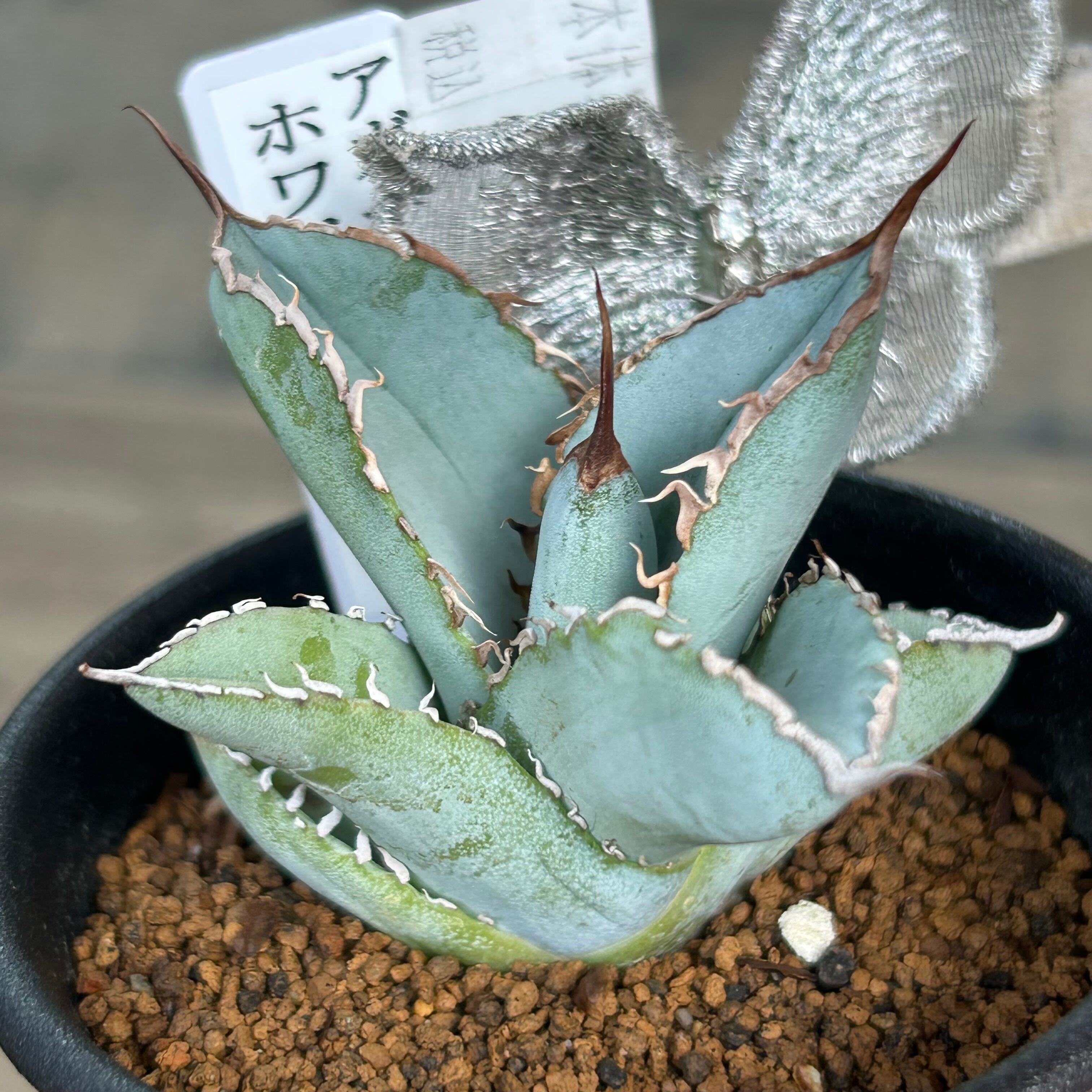 T)アガベ チタノタ ホワイトアイス | RuPo 多肉植物専門店