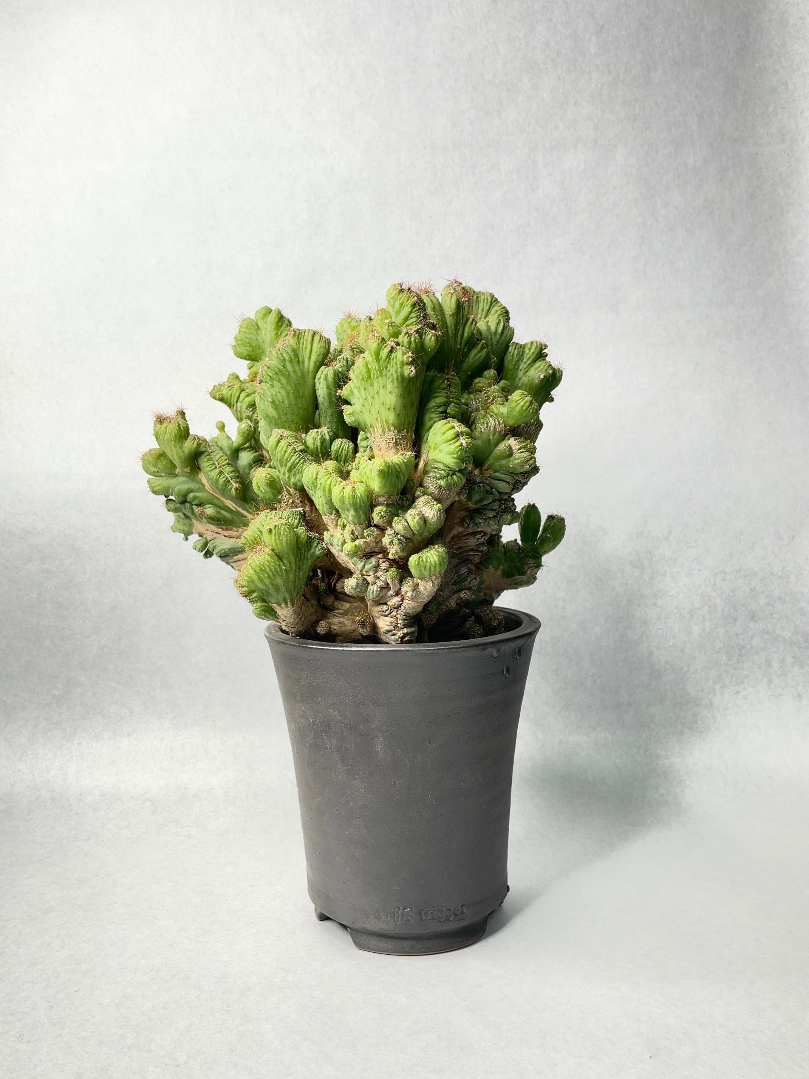 セレウス・残雪獅子 | trigger