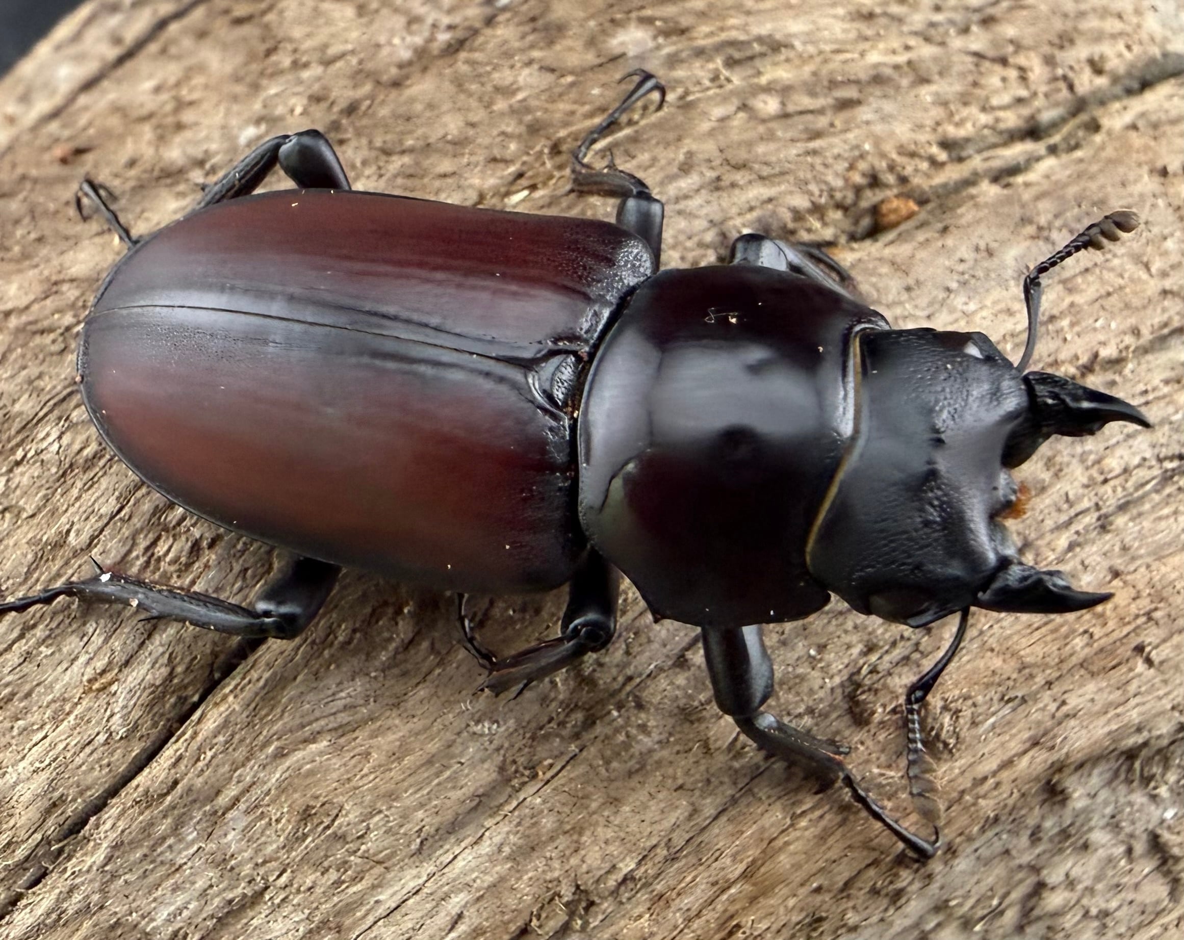 マクレイコクワガタ 標本 マクレイコクワガタ 標本 【公式通販】