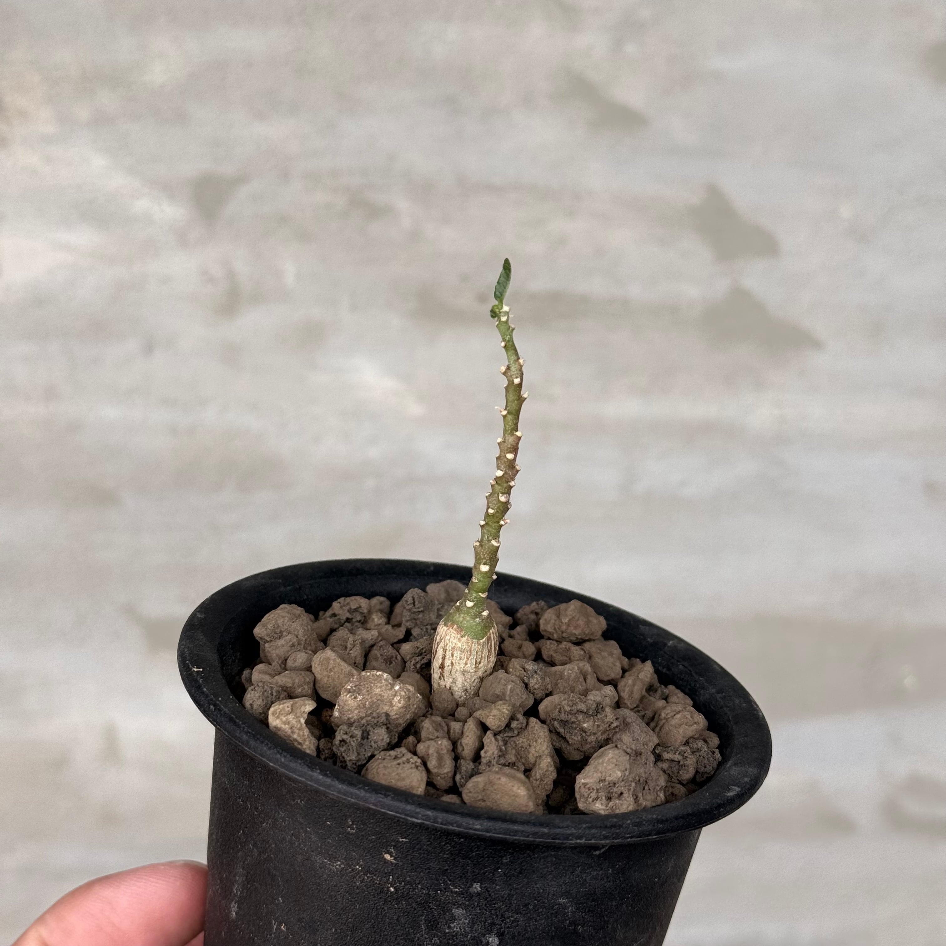 アデニア　ペチュエリー　実生 植物】アデニア ペチュエリー 実生株 <1> Adenia pechuelii | A-PLANTS
