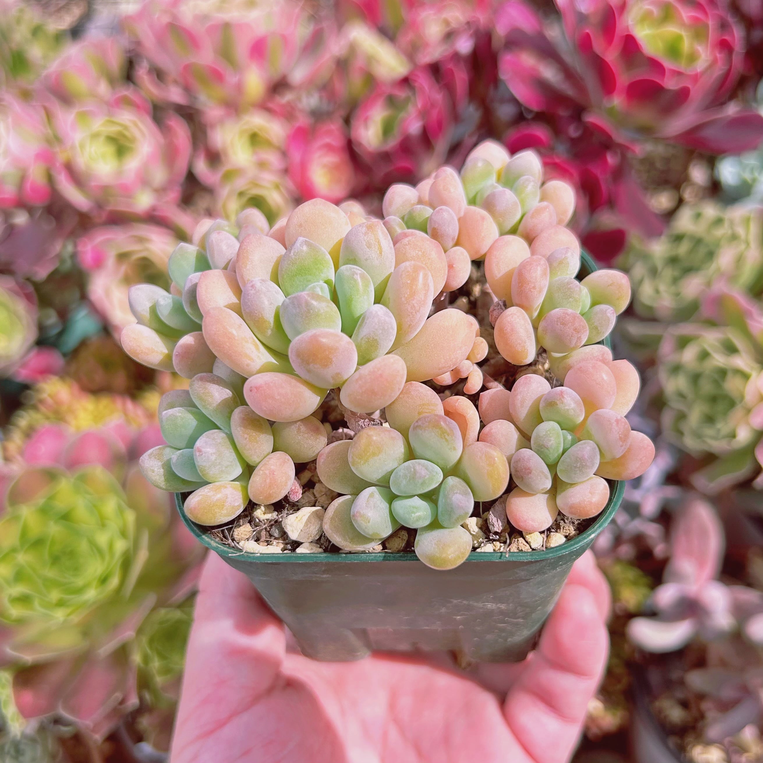 セリアのカゴで多肉植物を美しく管理する方法 大容量 正方形 ポット 8cm