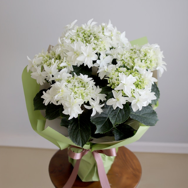 【数量限定・母の日】紫陽花 月うさぎ