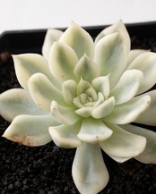 発根済カット苗 ムーンフェアリー錦 M Echeveria 'Alfred Variegata'